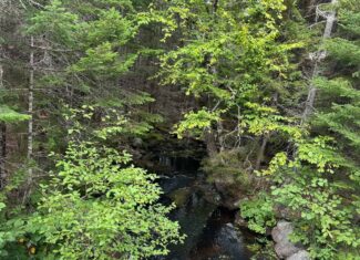 50 Acre Parcel in Downeast Maine – Northfield