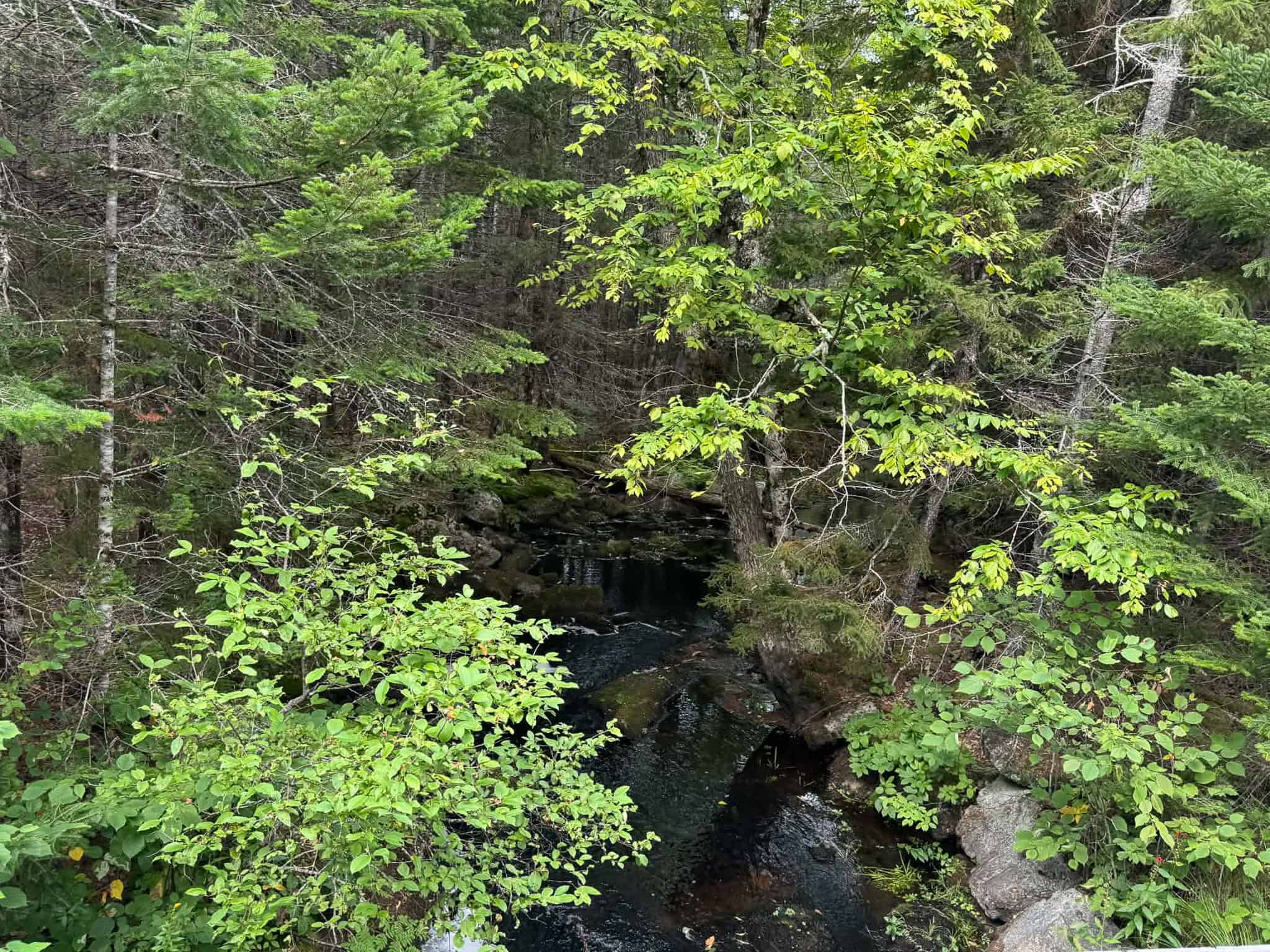 50 Acre Parcel in Downeast Maine – Northfield