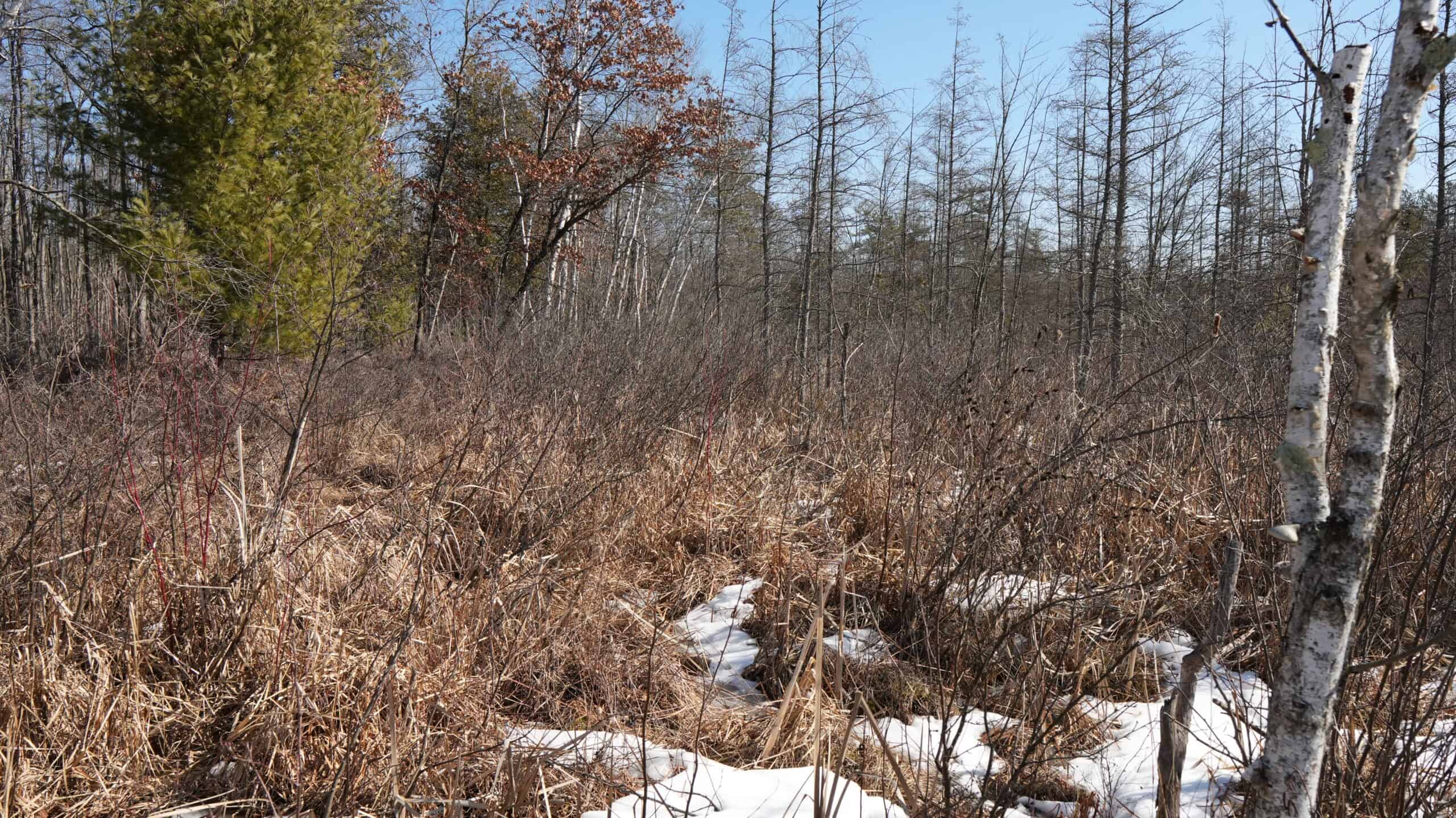 Portage County Wisconsin 80 Acres of Hunting Land for Sale
