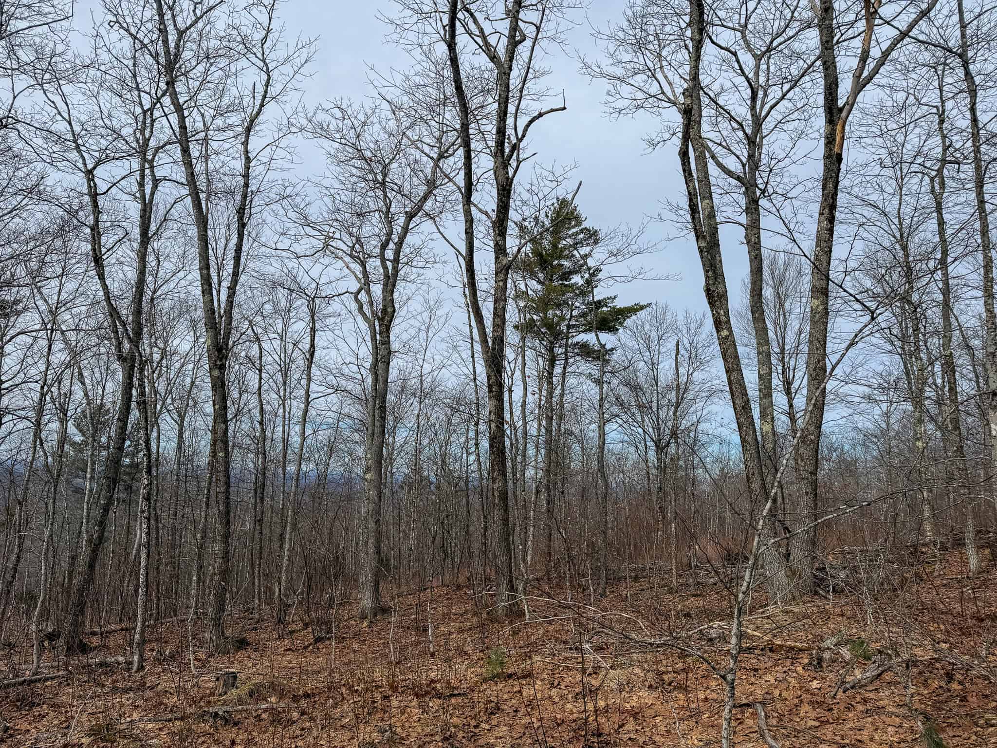 Expansive Mountain-View Acreage with Timber Value & Road Frontage