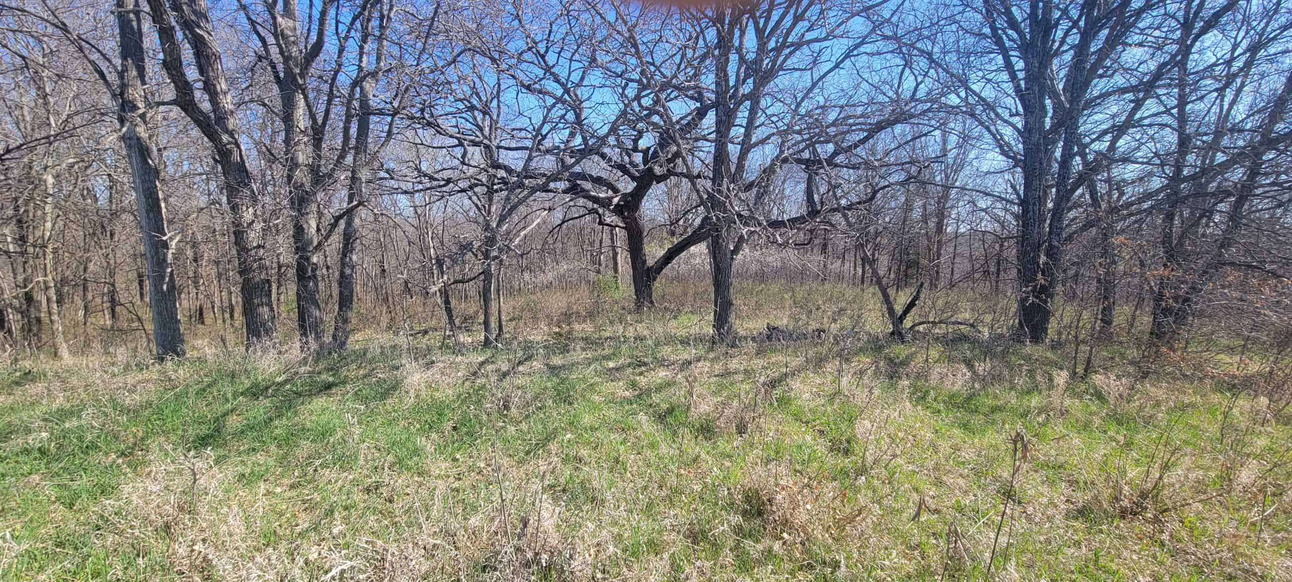 30 Acre m/l Hunting Tract near Wayne Helton Conservation