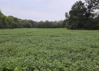 30 Acre m/l Hunting Tract near Wayne Helton Conservation