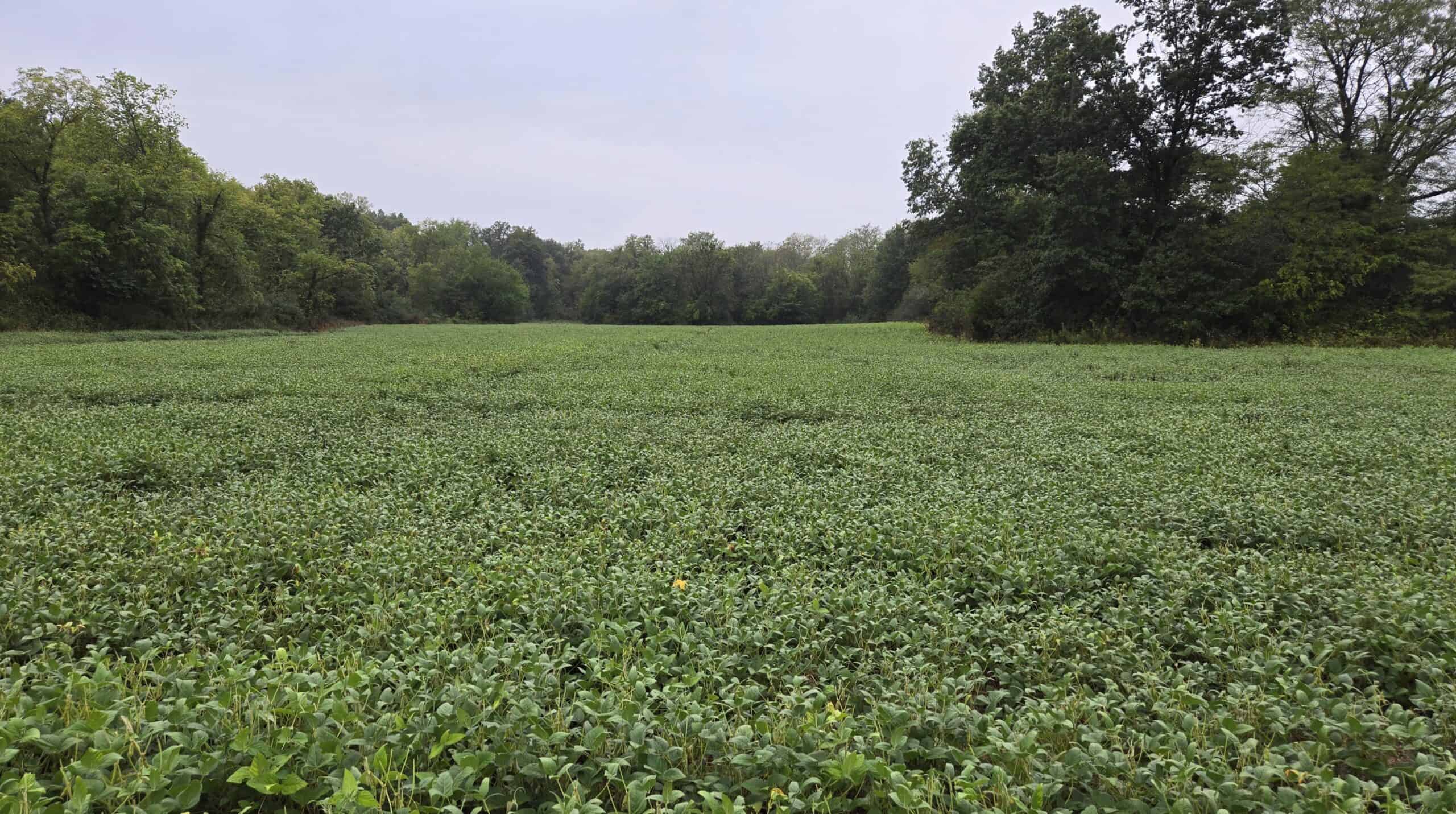 30 Acre m/l Hunting Tract near Wayne Helton Conservation