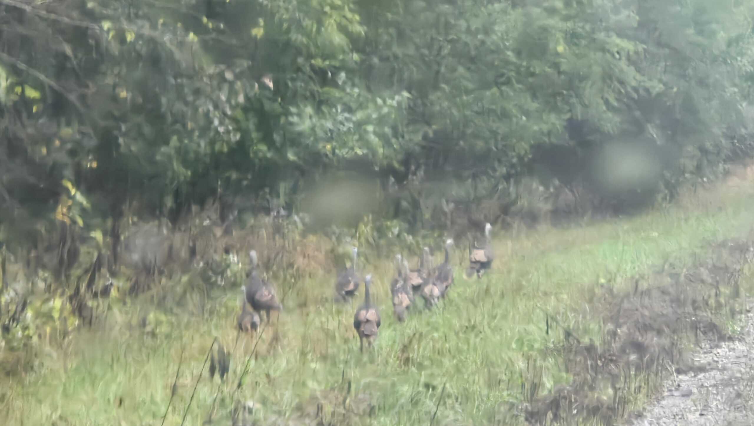 30 Acre m/l Hunting Tract near Wayne Helton Conservation