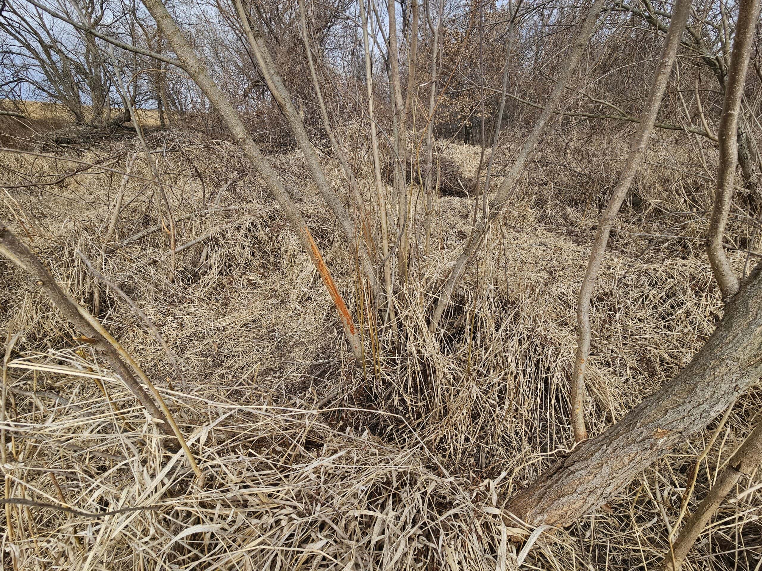 Mercer County, Missouri 80 Acres For Sale