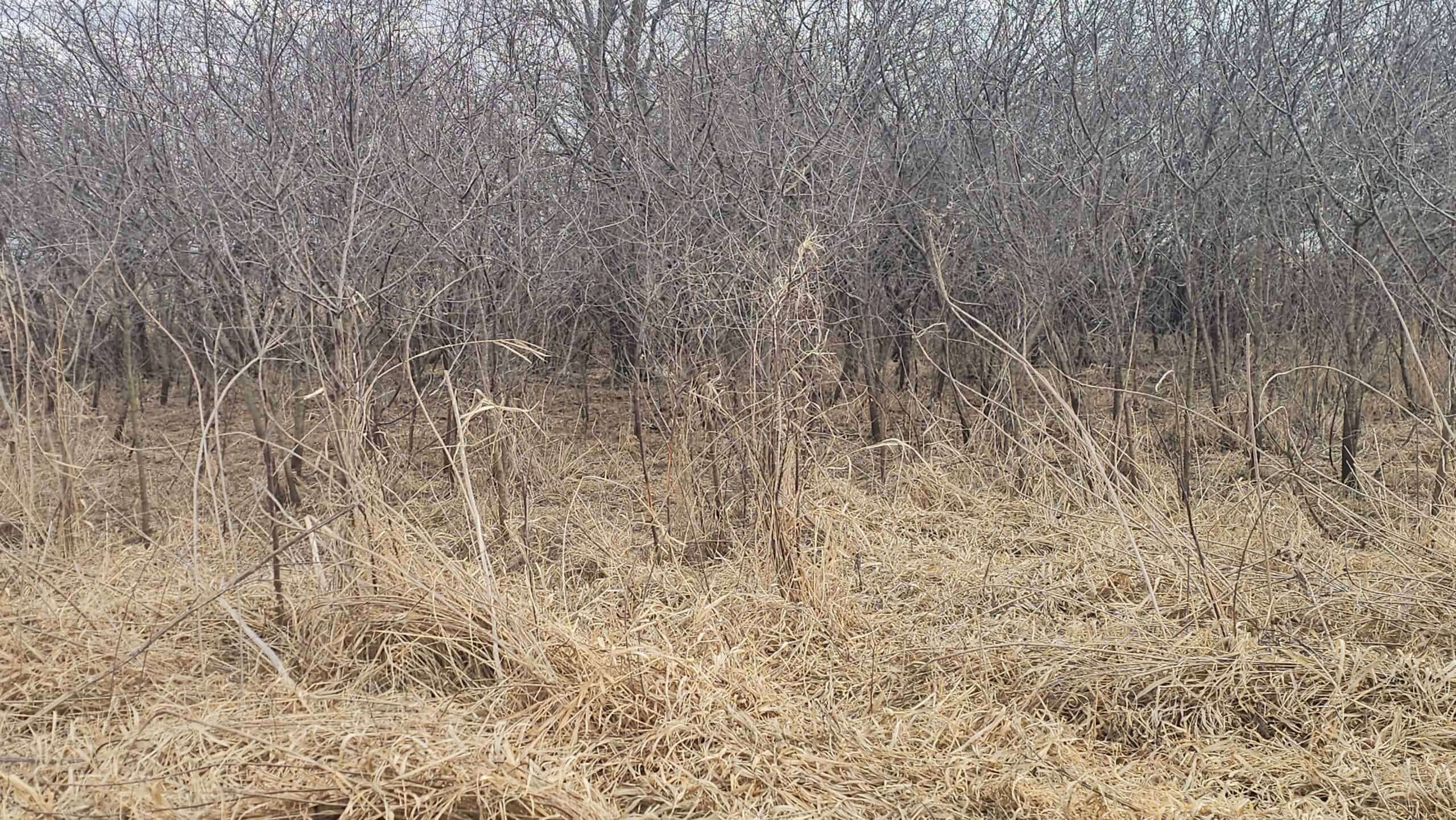 Mercer County, Missouri 80 Acres For Sale