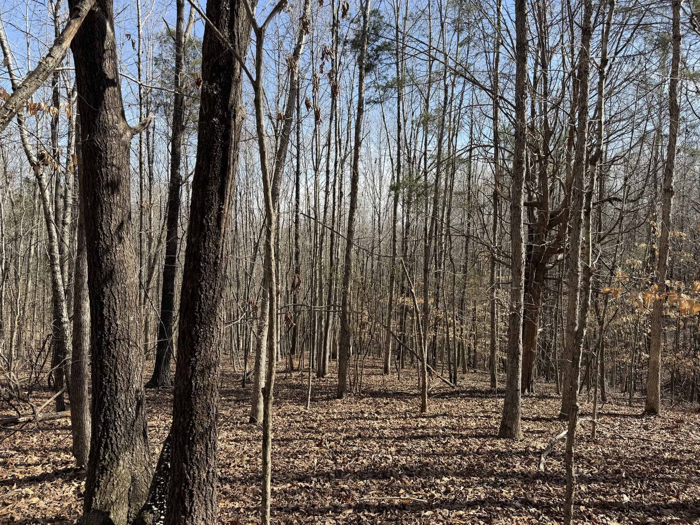 LAND & HOME FOR SALE IN TN, BASEMENT, WELL, CREEK, WOODED