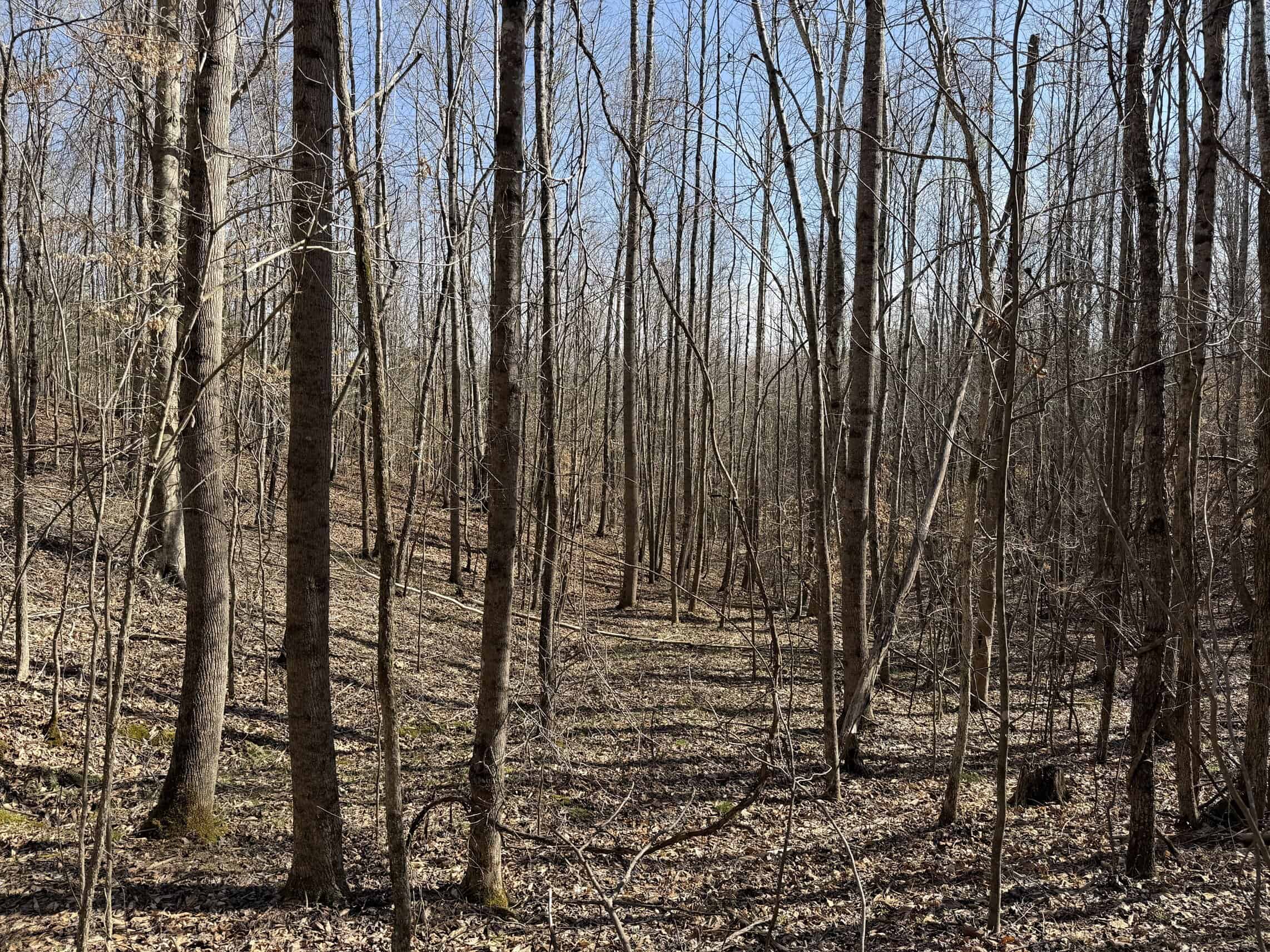 LAND & HOME FOR SALE IN TN, BASEMENT, WELL, CREEK, WOODED