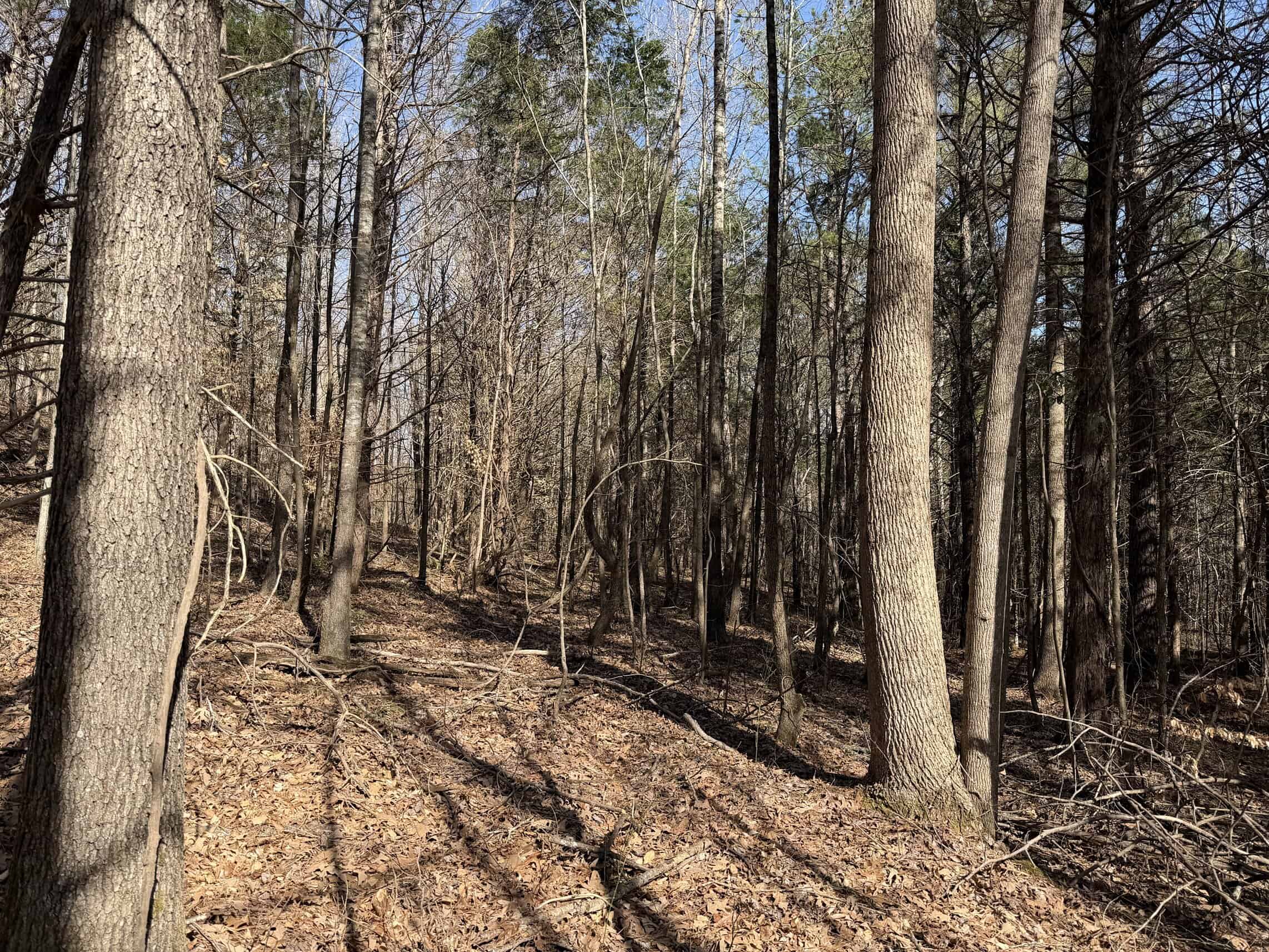 LAND & HOME FOR SALE IN TN, BASEMENT, WELL, CREEK, WOODED