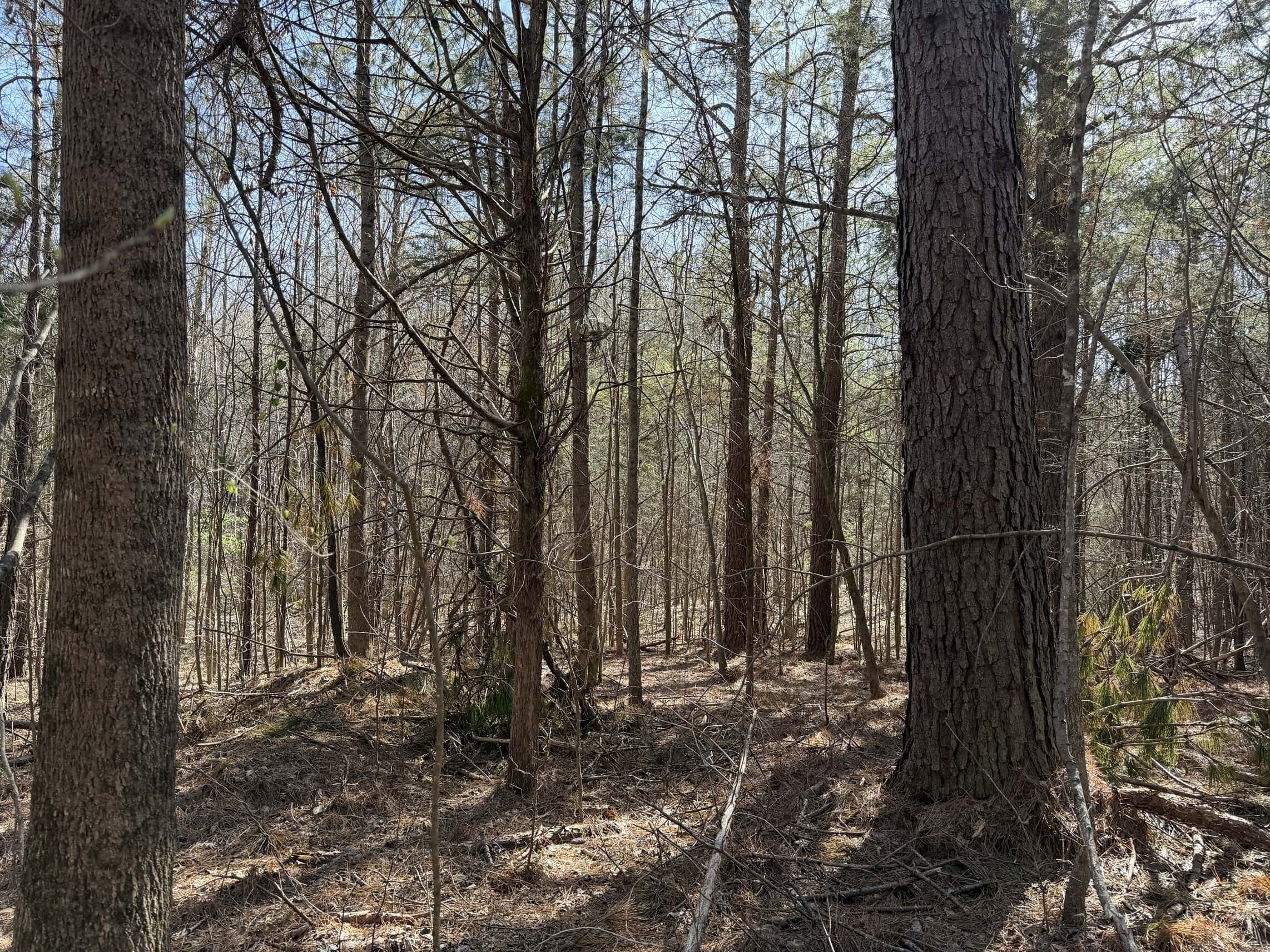 LAND & HOME FOR SALE IN TN, BASEMENT, WELL, CREEK, WOODED