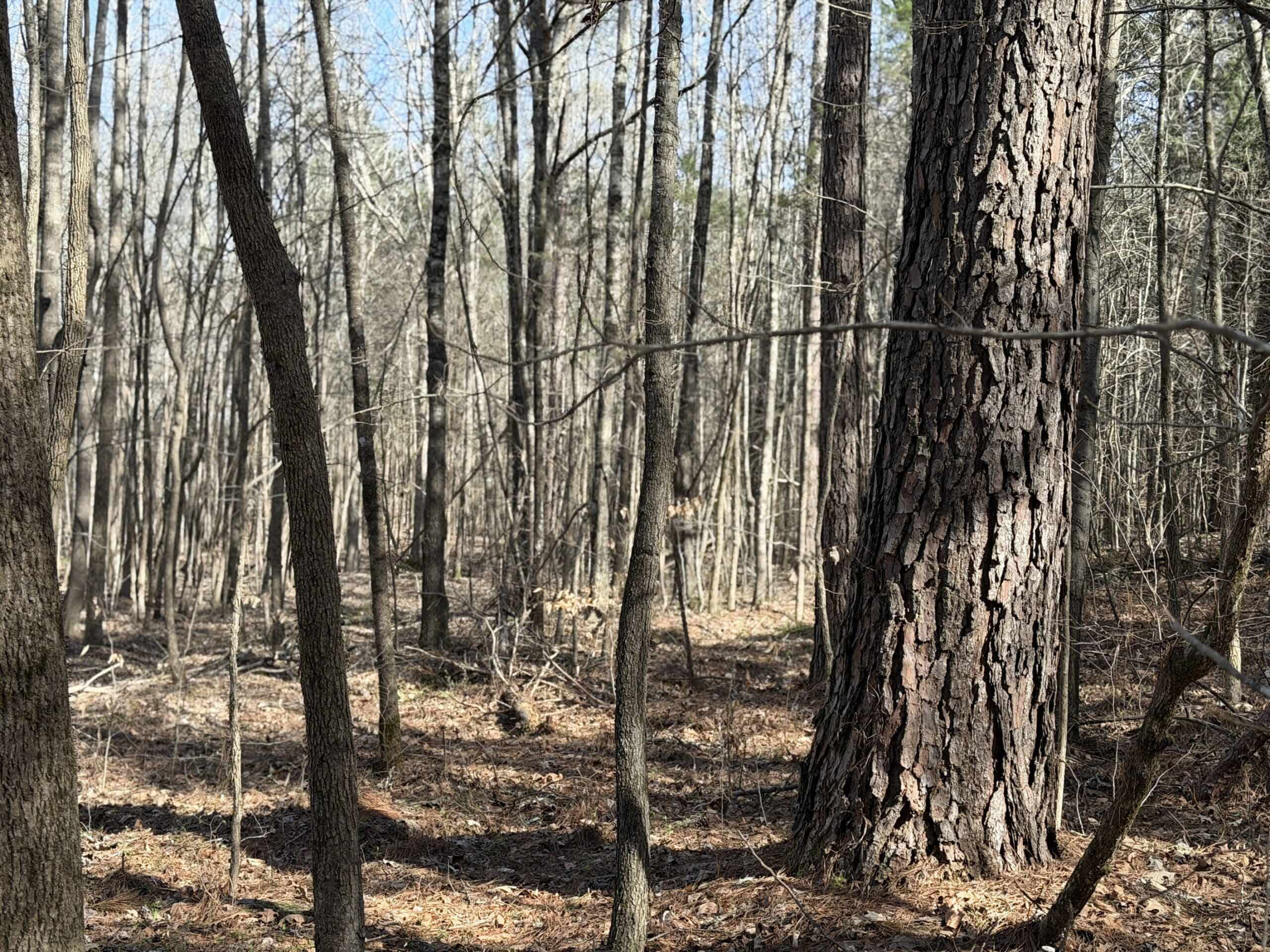 LAND & HOME FOR SALE IN TN, BASEMENT, WELL, CREEK, WOODED