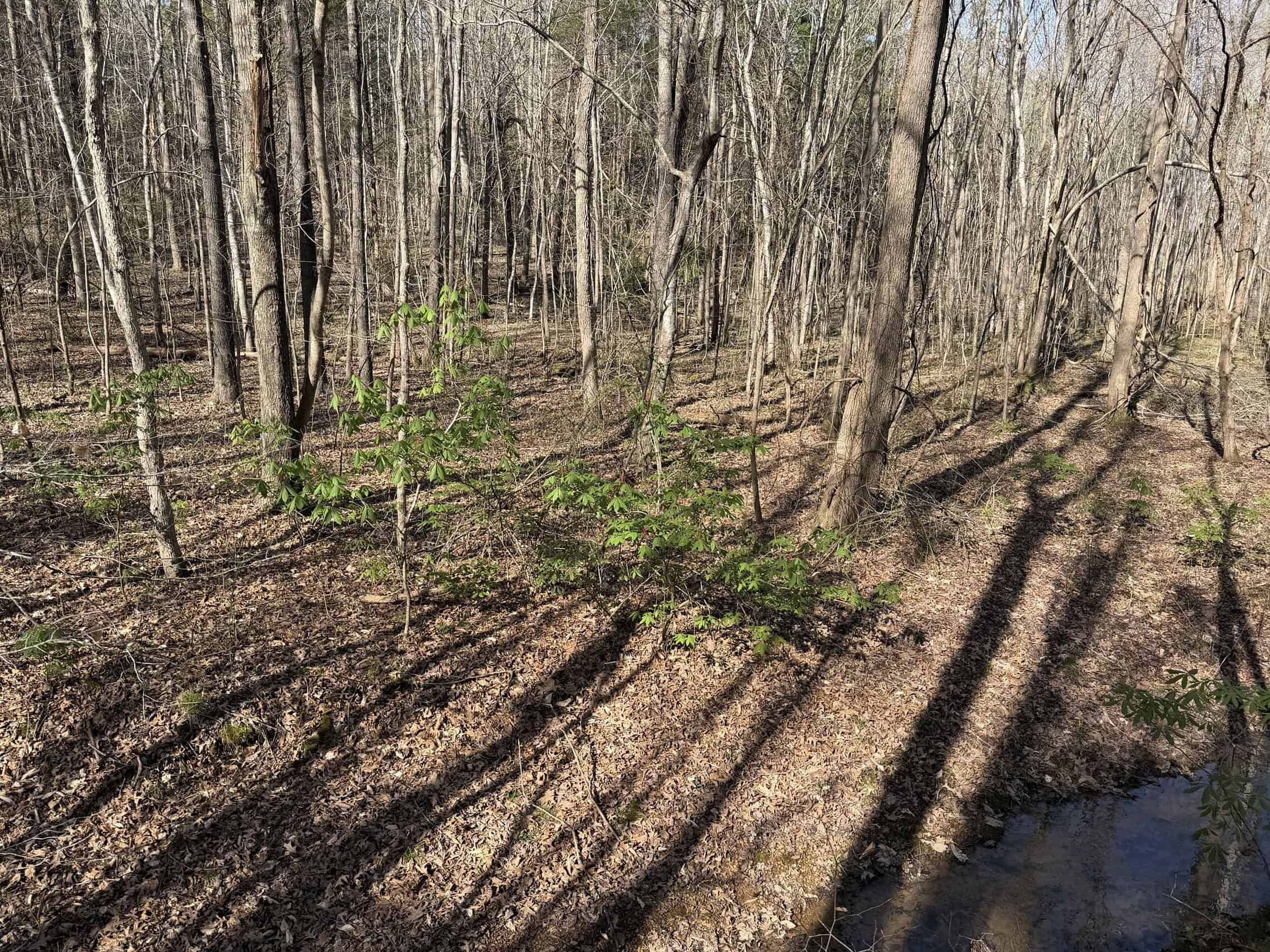 LAND & HOME FOR SALE IN TN, BASEMENT, WELL, CREEK, WOODED