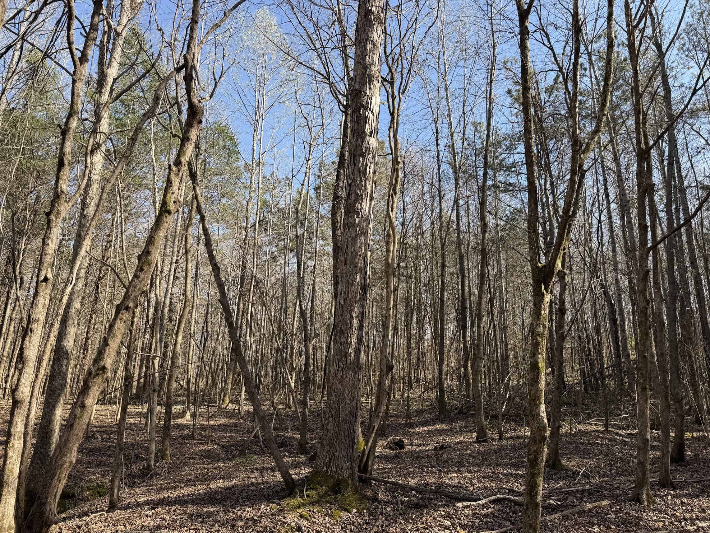 LAND & HOME FOR SALE IN TN, BASEMENT, WELL, CREEK, WOODED