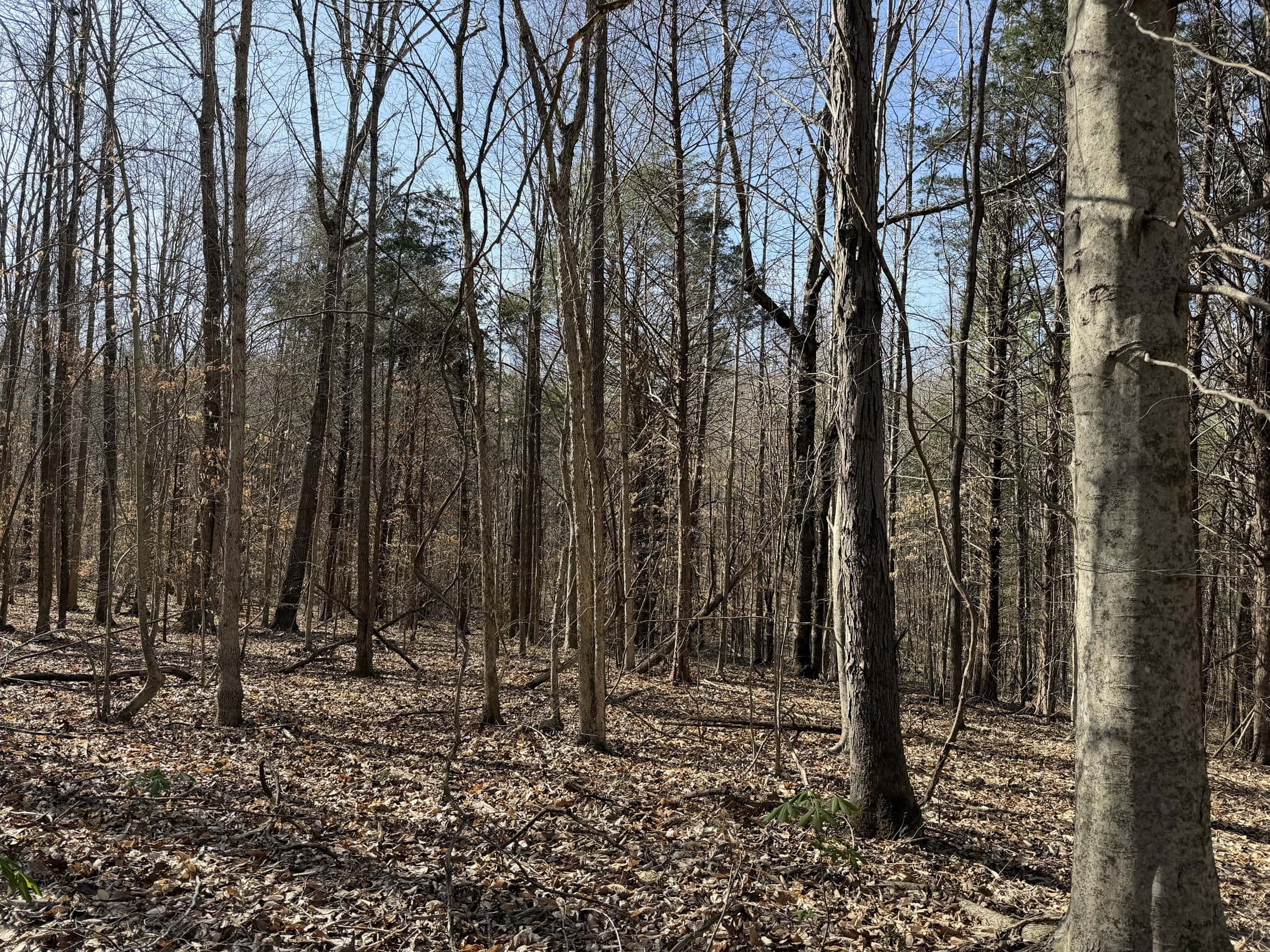 LAND & HOME FOR SALE IN TN, BASEMENT, WELL, CREEK, WOODED