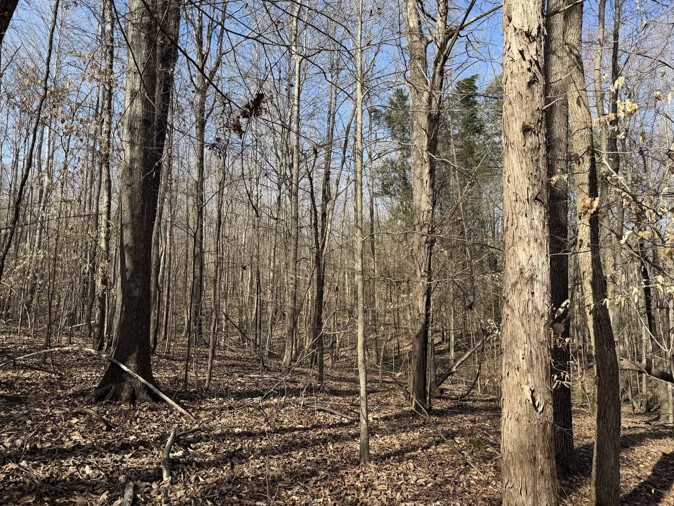 LAND & HOME FOR SALE IN TN, BASEMENT, WELL, CREEK, WOODED
