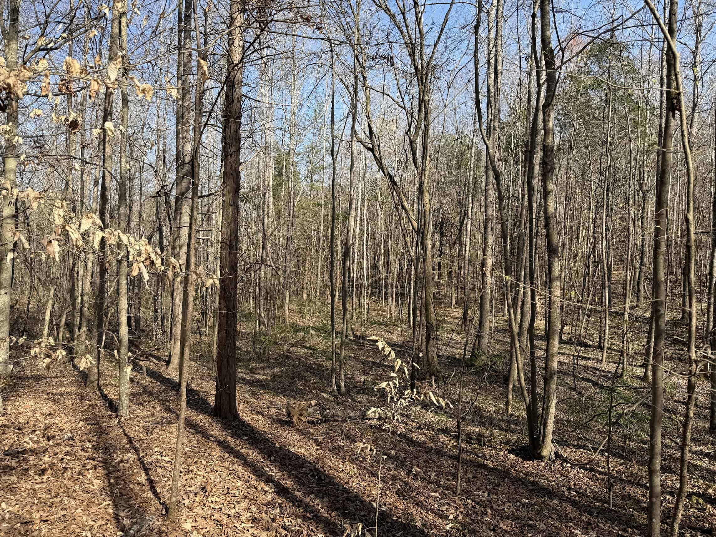 LAND & HOME FOR SALE IN TN, BASEMENT, WELL, CREEK, WOODED