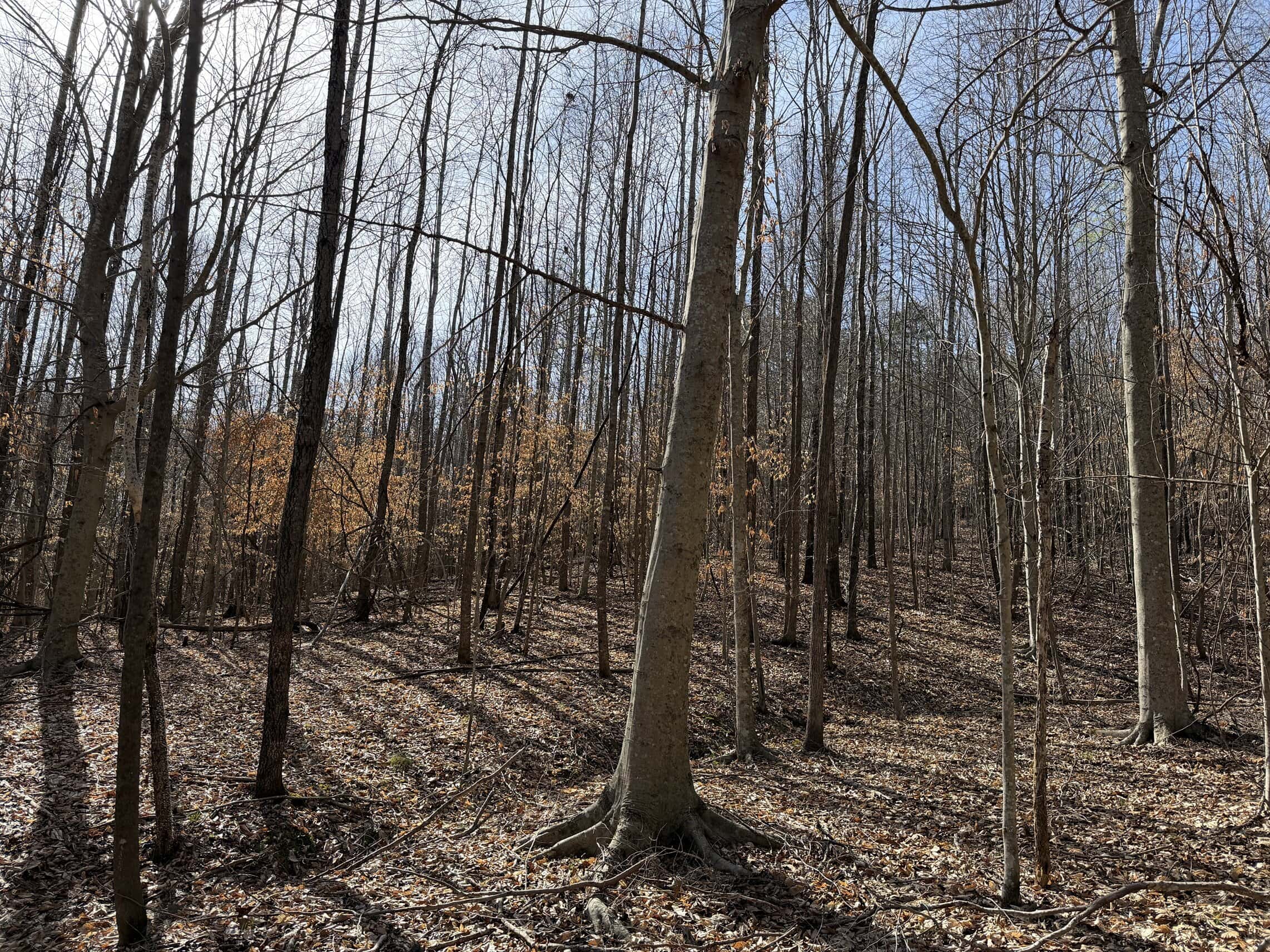 LAND & HOME FOR SALE IN TN, BASEMENT, WELL, CREEK, WOODED