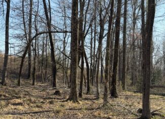 LAND FOR SALE IN TN, DEER & DUCK HUNTING, FENCED PASTURE