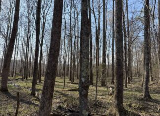 LAND FOR SALE IN TN, DEER & DUCK HUNTING, FENCED PASTURE