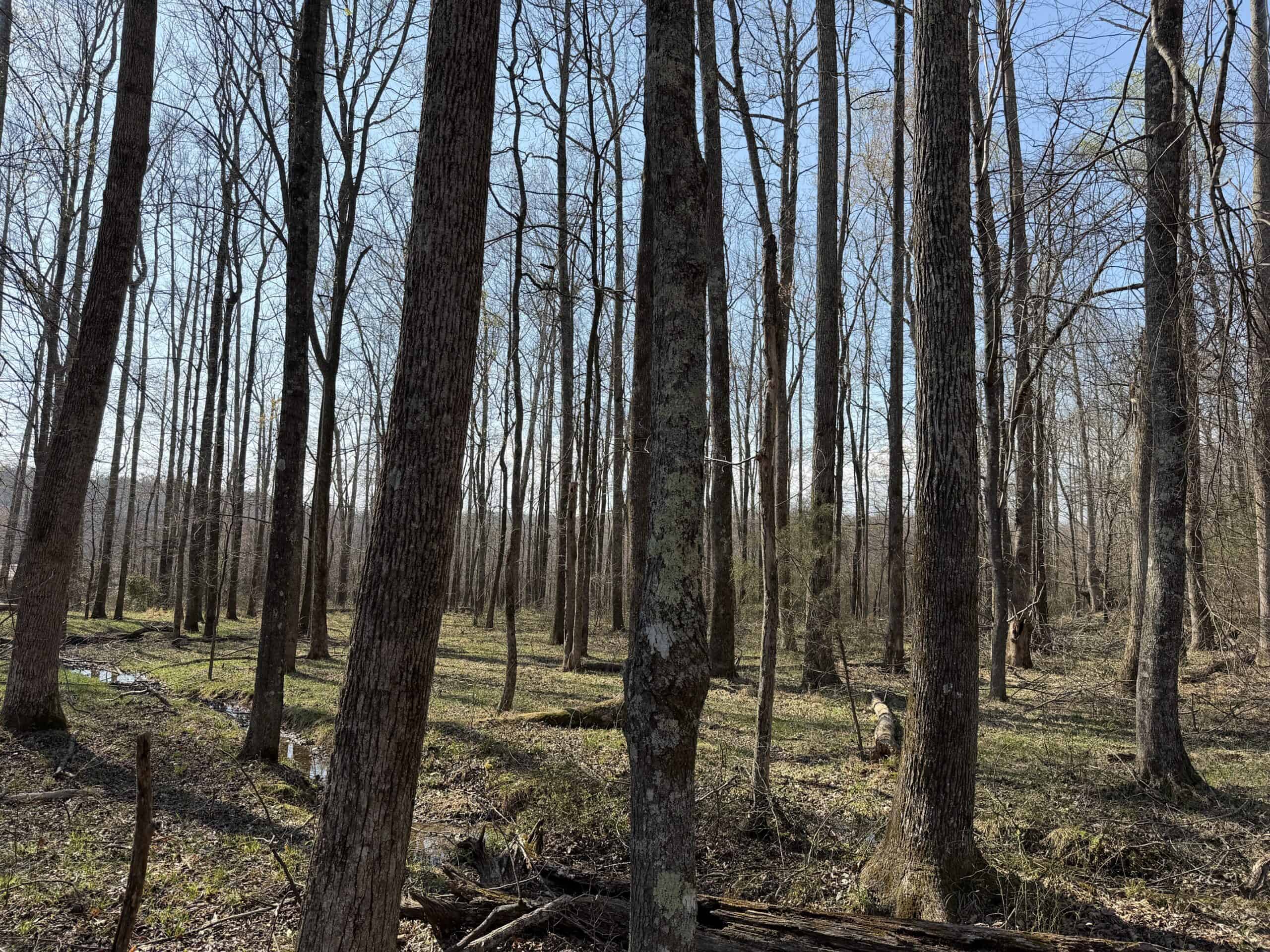LAND FOR SALE IN TN, DEER & DUCK HUNTING, FENCED PASTURE