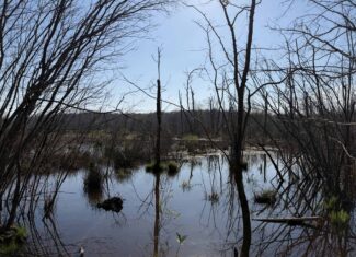 LAND FOR SALE IN TN, DEER & DUCK HUNTING, FENCED PASTURE