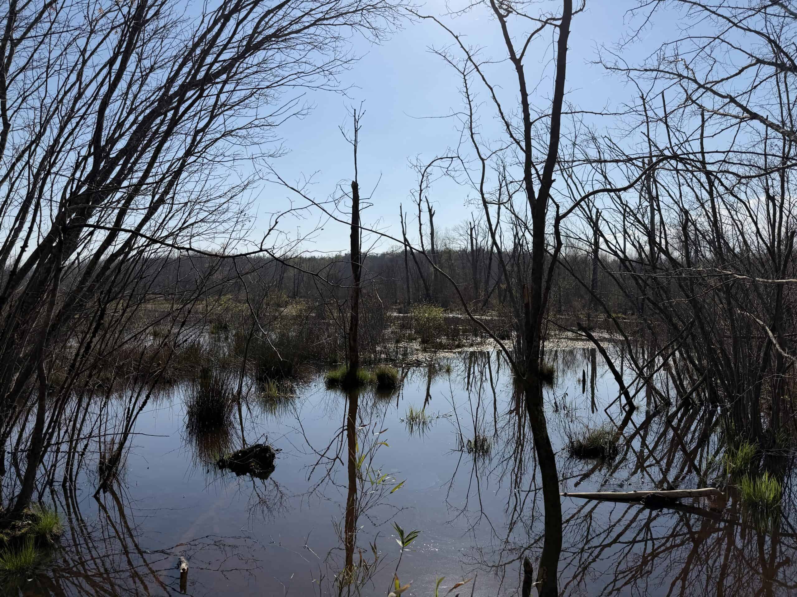 LAND FOR SALE IN TN, DEER & DUCK HUNTING, FENCED PASTURE
