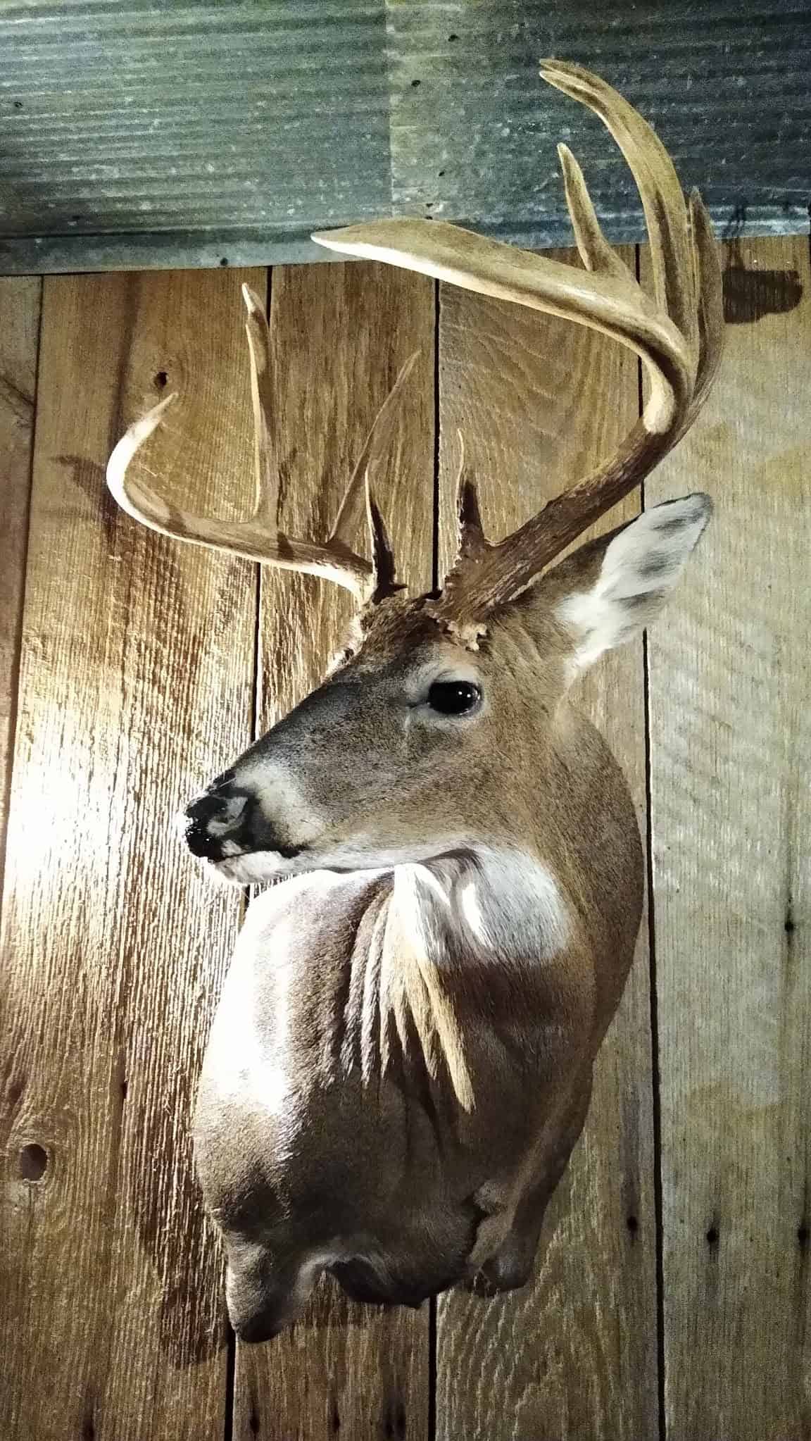 LAND FOR SALE IN TN, DEER & DUCK HUNTING, FENCED PASTURE