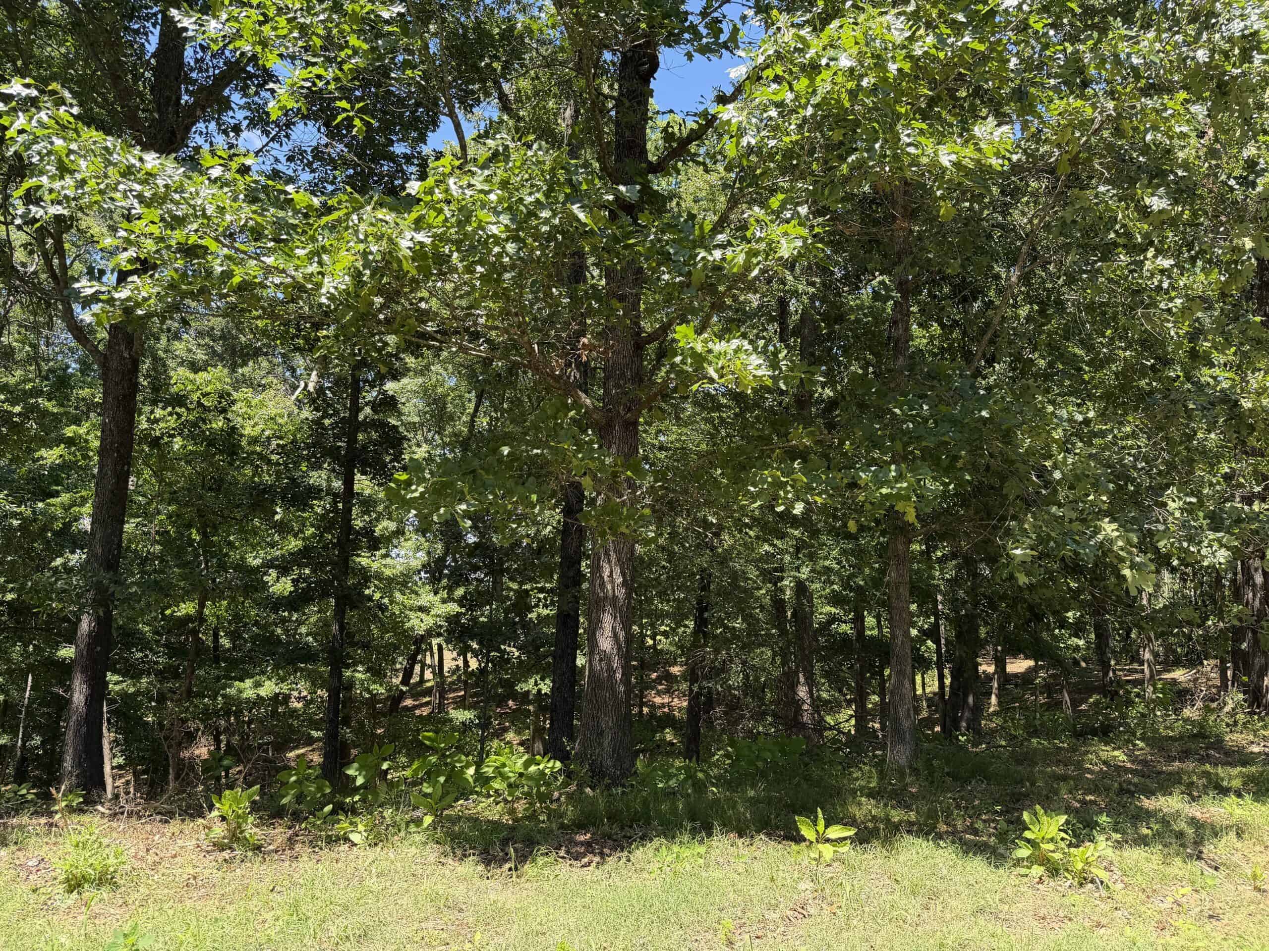 LAND FOR SALE IN TN, DEER & DUCK HUNTING, FENCED PASTURE
