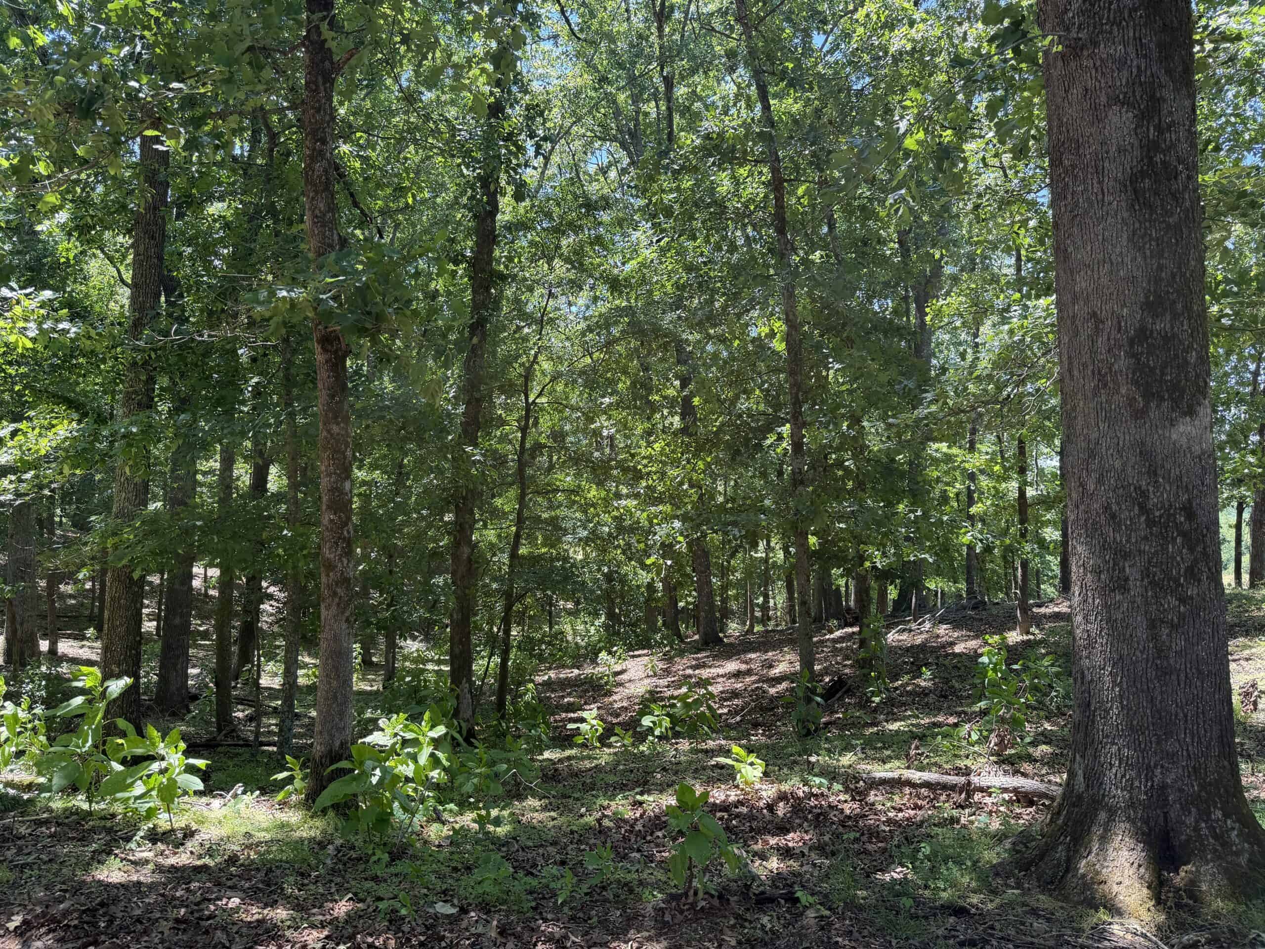 LAND FOR SALE IN TN, DEER & DUCK HUNTING, FENCED PASTURE
