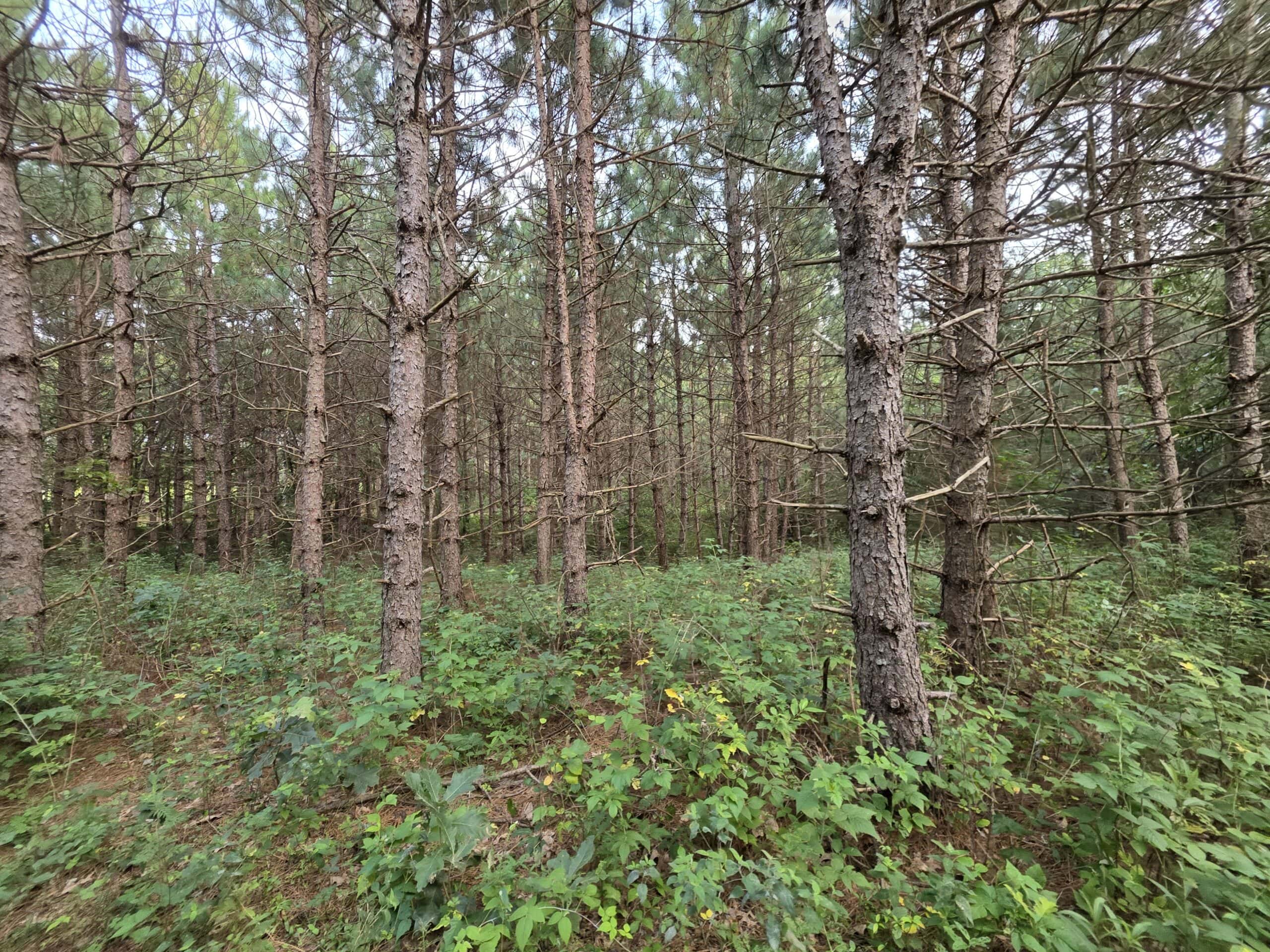 160± acre Monroe County property Located off dead end road,