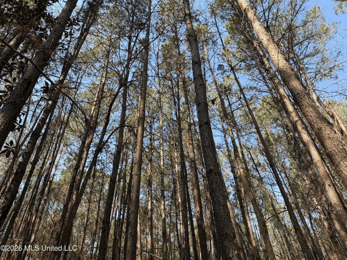 Land for Sale in Simpson County