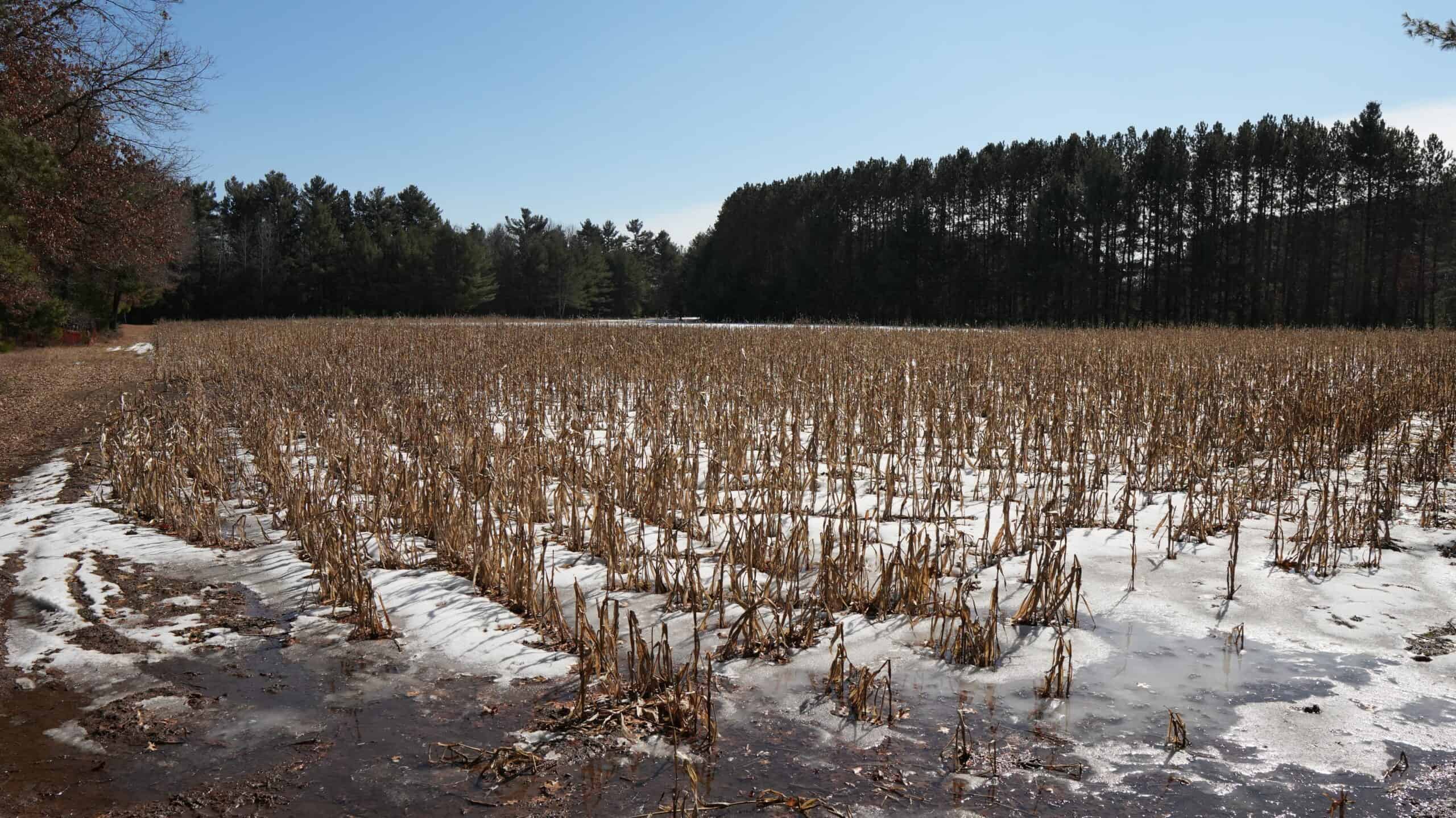 Portage County Wisconsin 80 Acres of Hunting Land for Sale