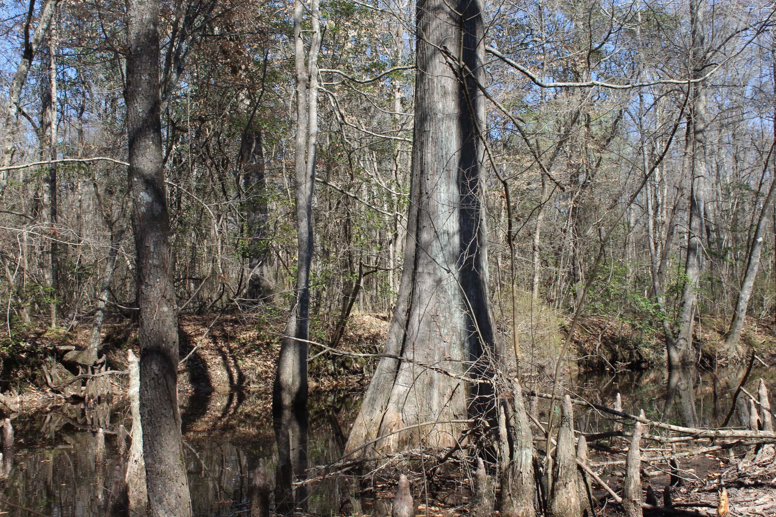 6.57 Acres with Water Frontage on the Bogue Chitto River Pike County, Mississippi