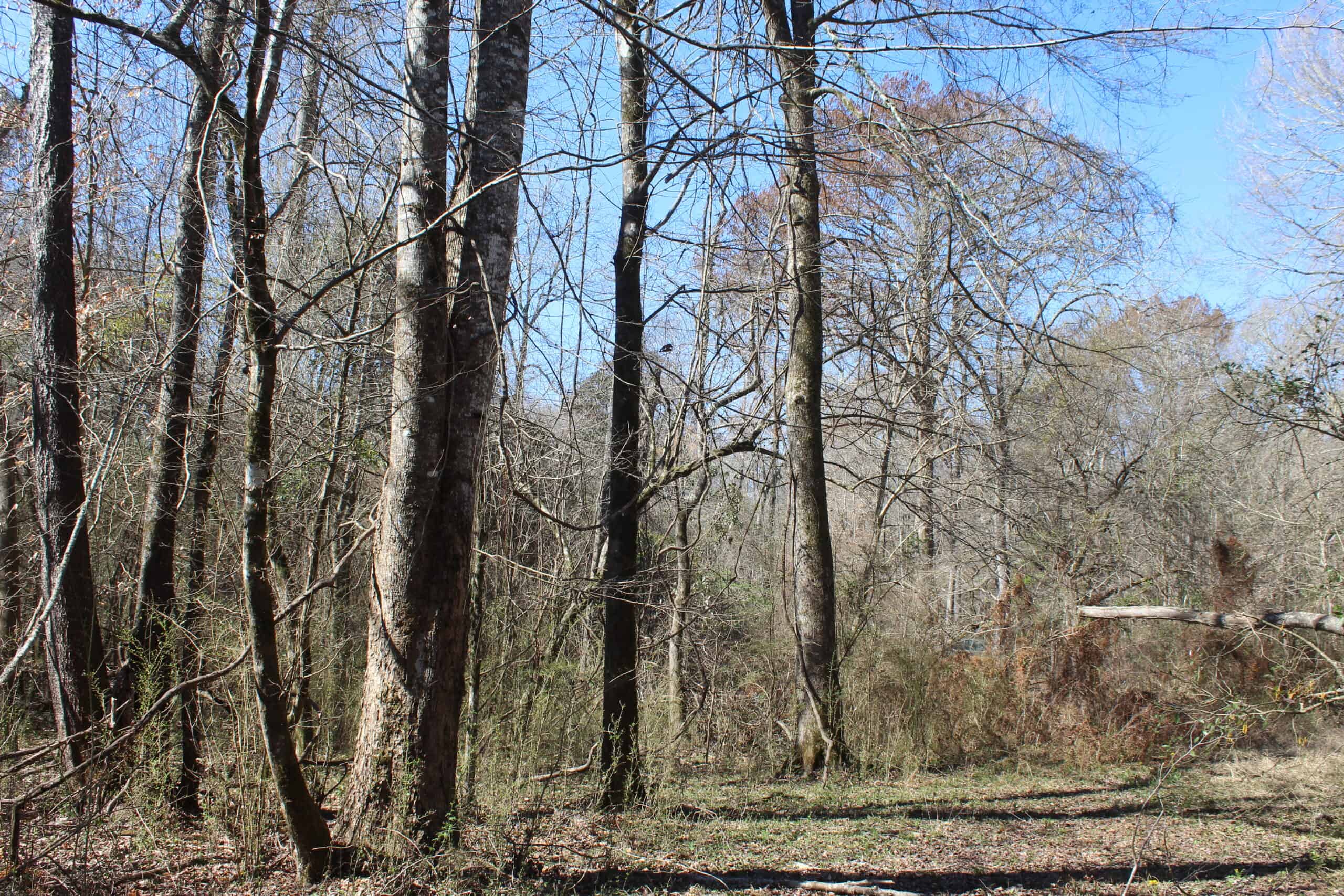 6.57 Acres with Water Frontage on the Bogue Chitto River Pike County, Mississippi