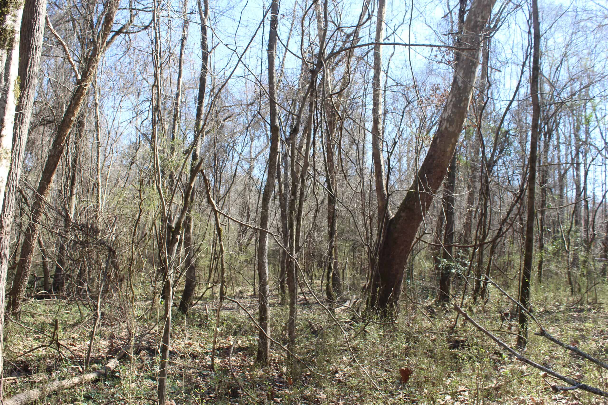 6.57 Acres with Water Frontage on the Bogue Chitto River Pike County, Mississippi