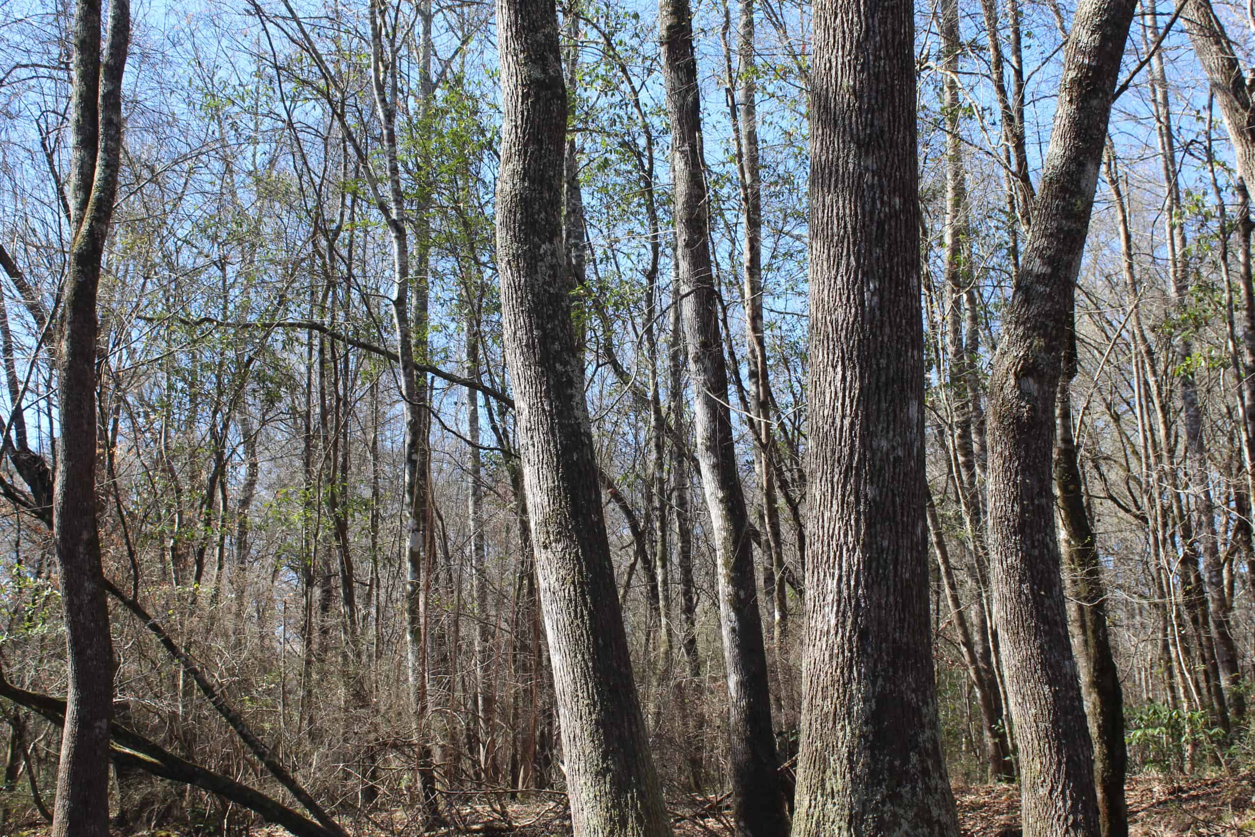 6.57 Acres with Water Frontage on the Bogue Chitto River Pike County, Mississippi