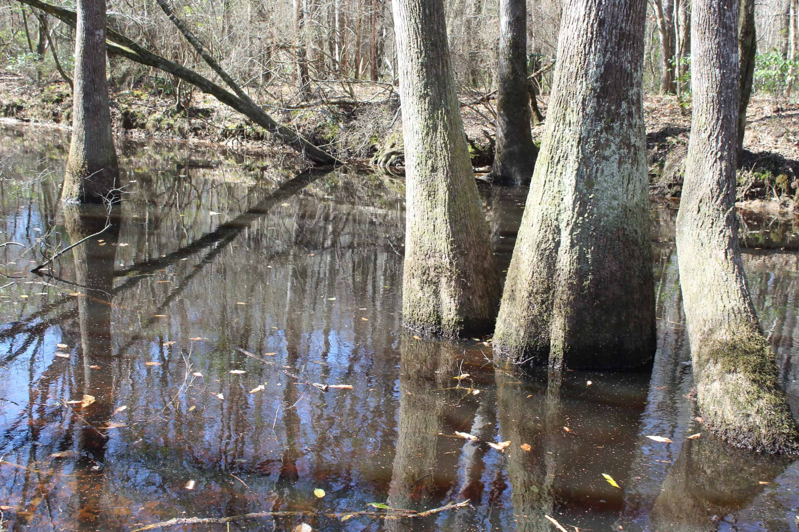 6.57 Acres with Water Frontage on the Bogue Chitto River Pike County, Mississippi