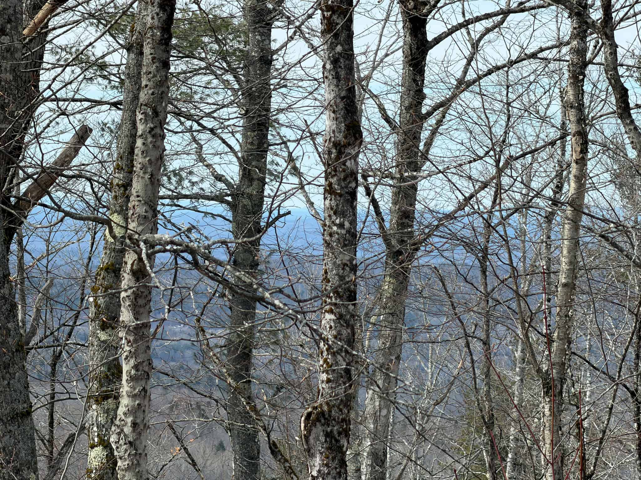 Expansive Mountain-View Acreage with Timber Value & Road Frontage
