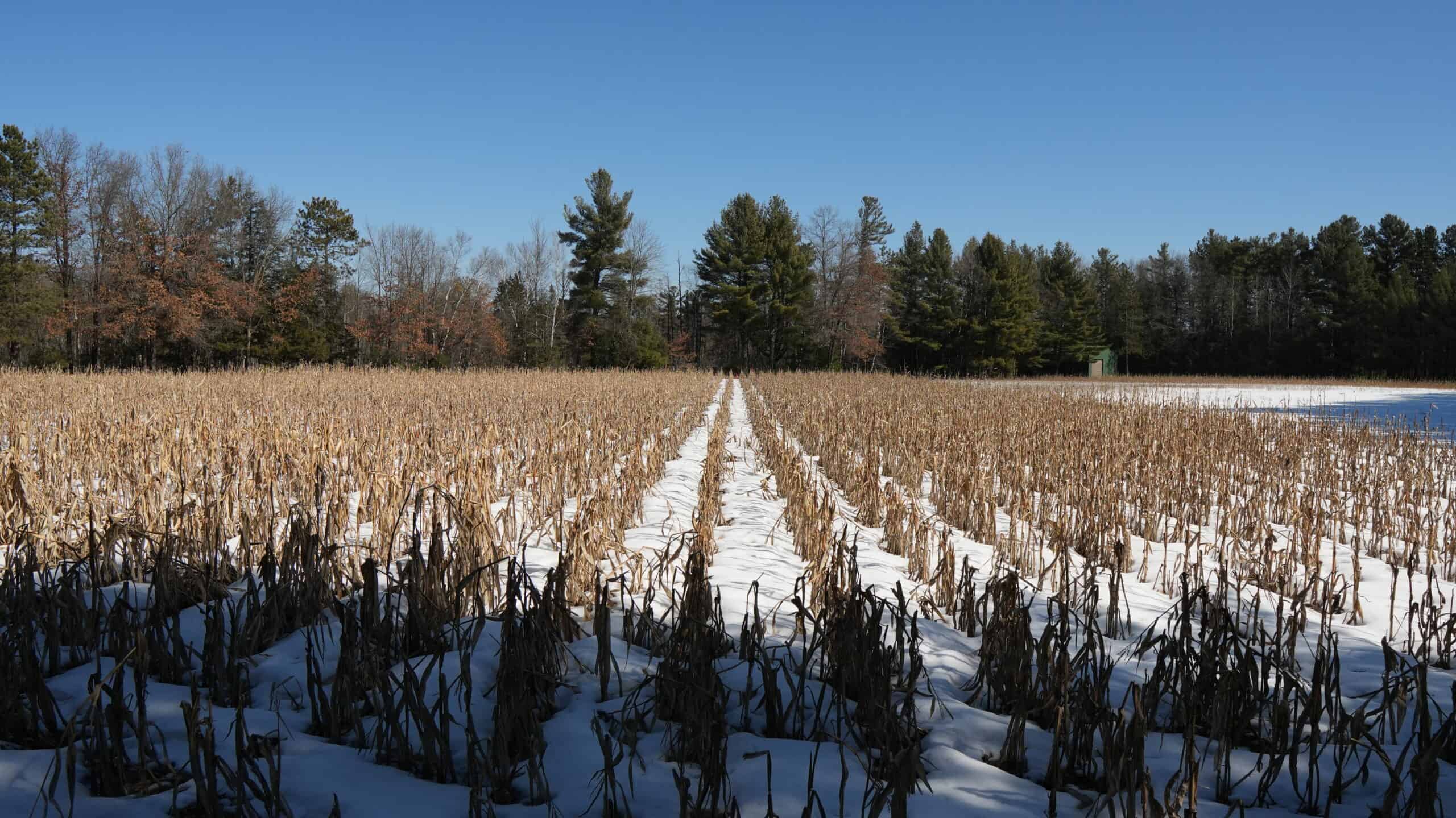 Portage County Wisconsin 80 Acres of Hunting Land for Sale