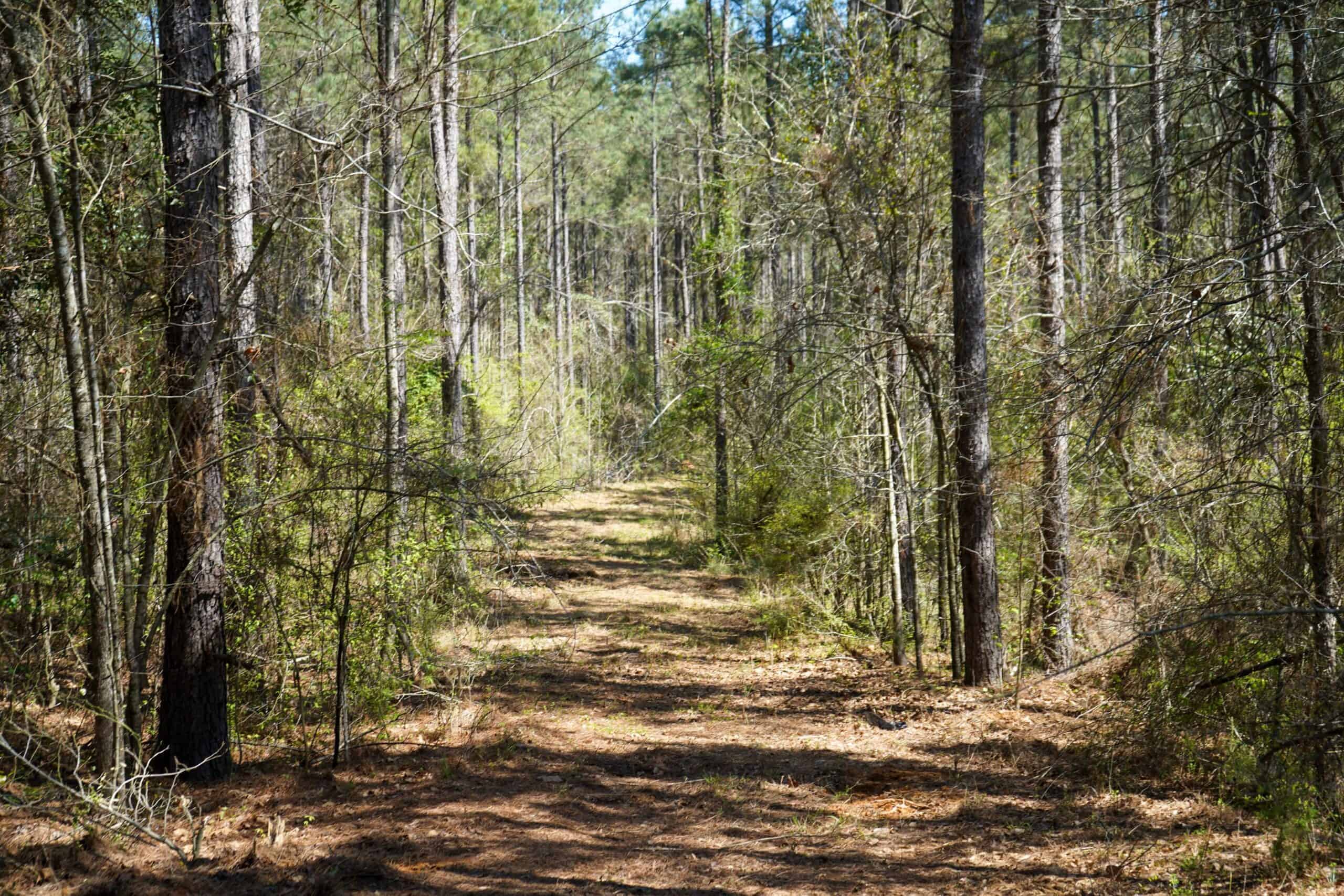 Northeast Lincoln Parish Timberland for Sale