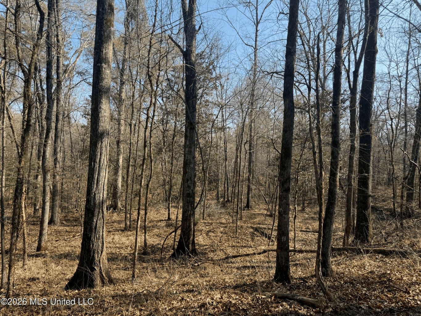 Land for Sale in Simpson County