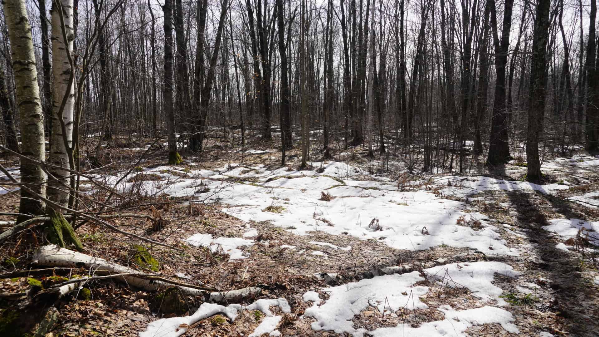 40± acre hunting property outside of Mosinee in Marathon County