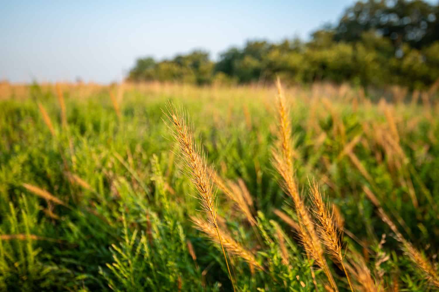 Catcher Ranch: 785 ± Acre Conservation Ranch & Trophy Whitetail Hunting Property Near Stuart, Oklahoma