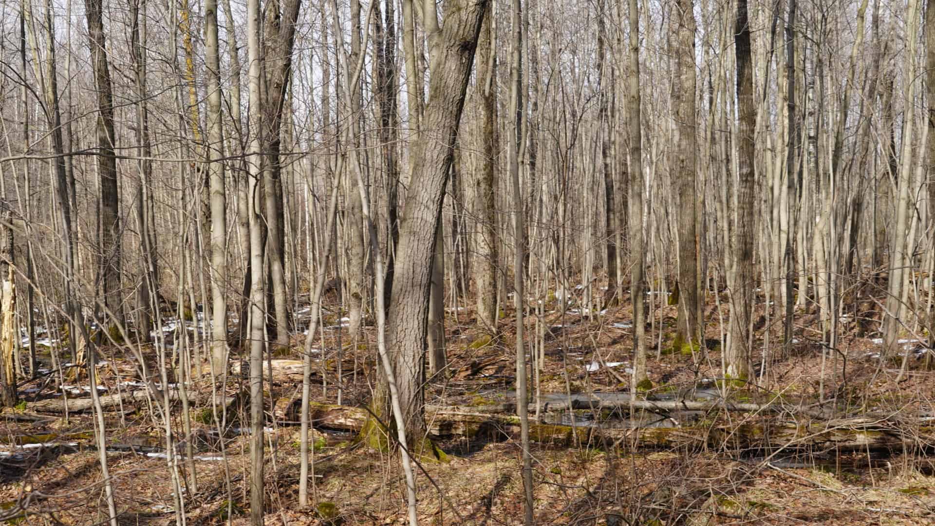 40± acre hunting property outside of Mosinee in Marathon County