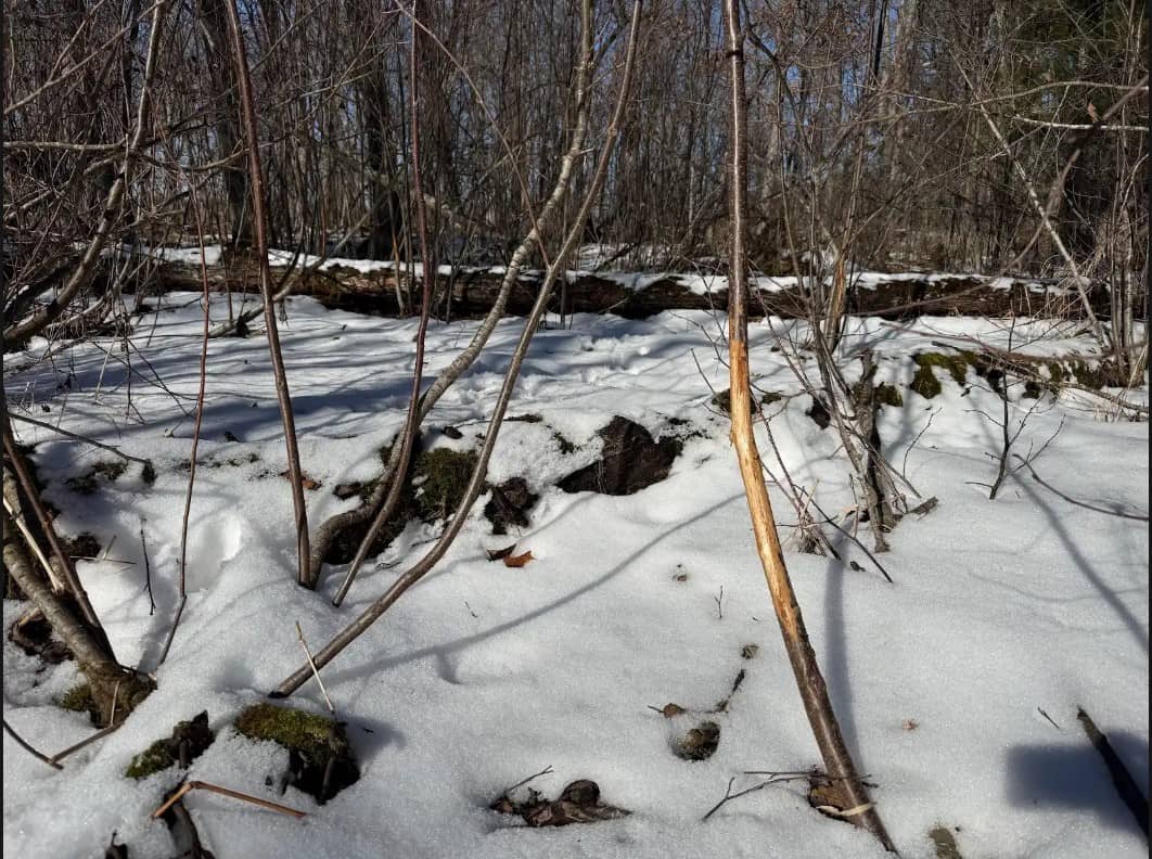40-Acre Recreational Hunting Tract in Central Monroe County