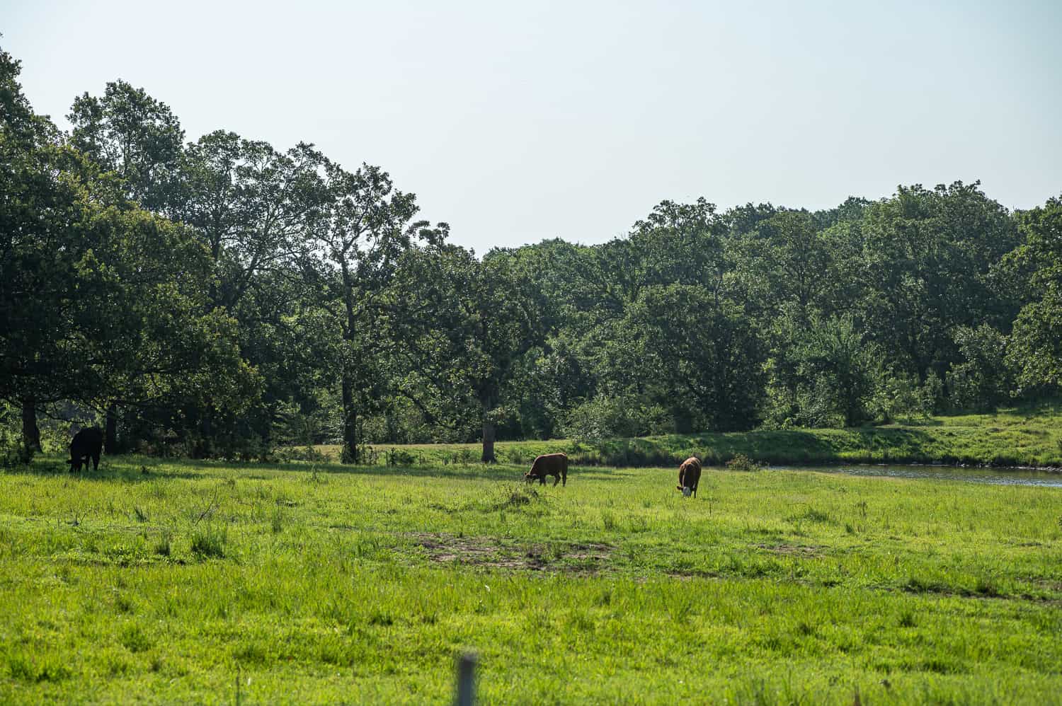 Catcher Ranch: 785 ± Acre Conservation Ranch & Trophy Whitetail Hunting Property Near Stuart, Oklahoma