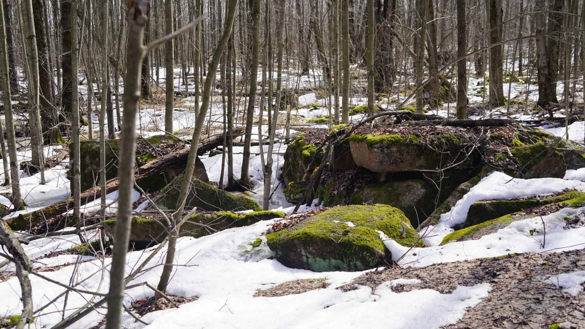 40± acre hunting property outside of Mosinee in Marathon County