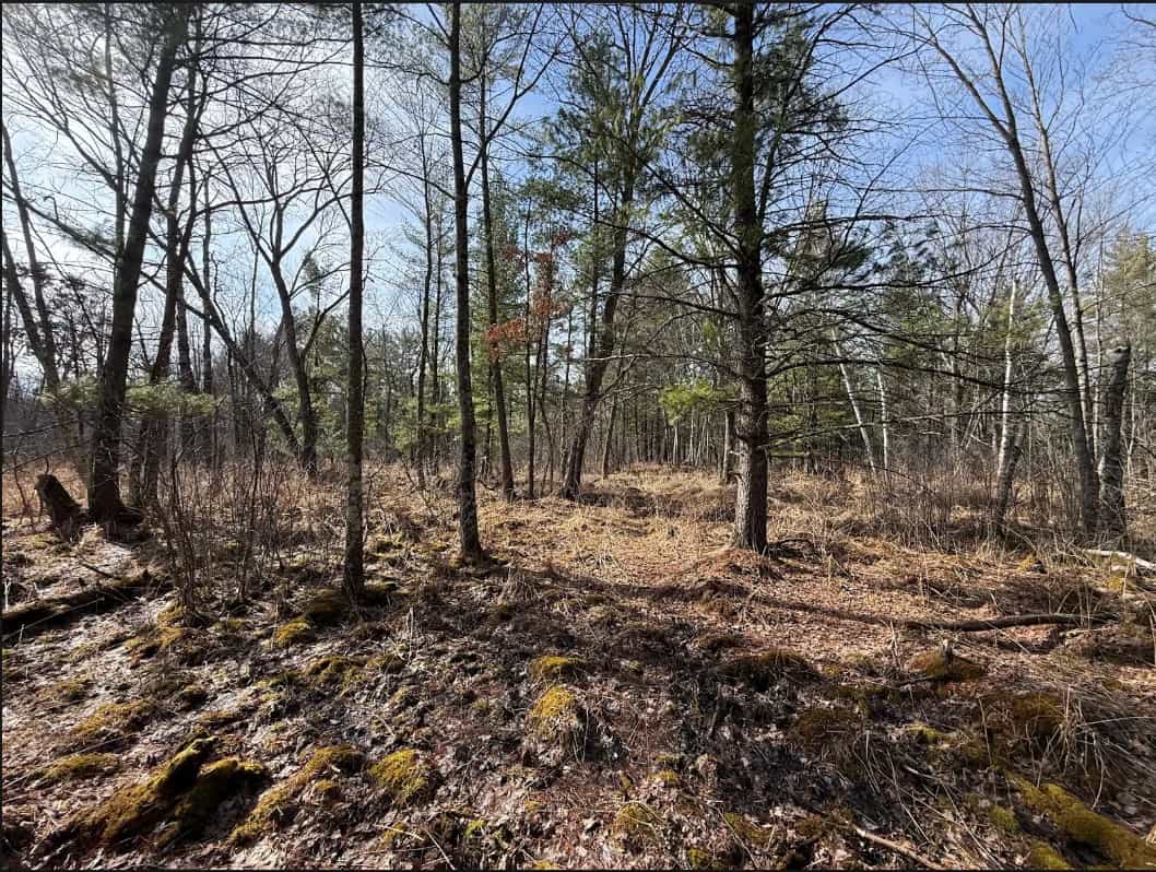 40-Acre Recreational Hunting Tract in Central Monroe County