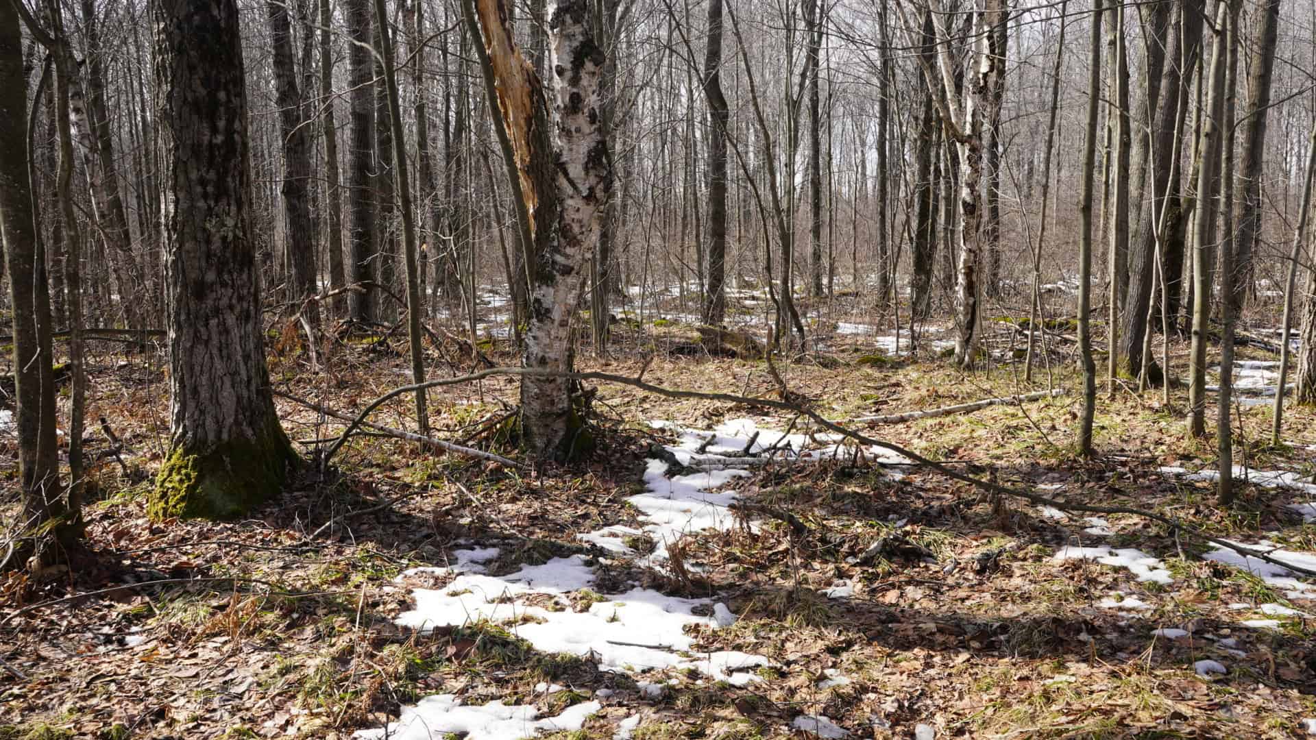 40± acre hunting property outside of Mosinee in Marathon County