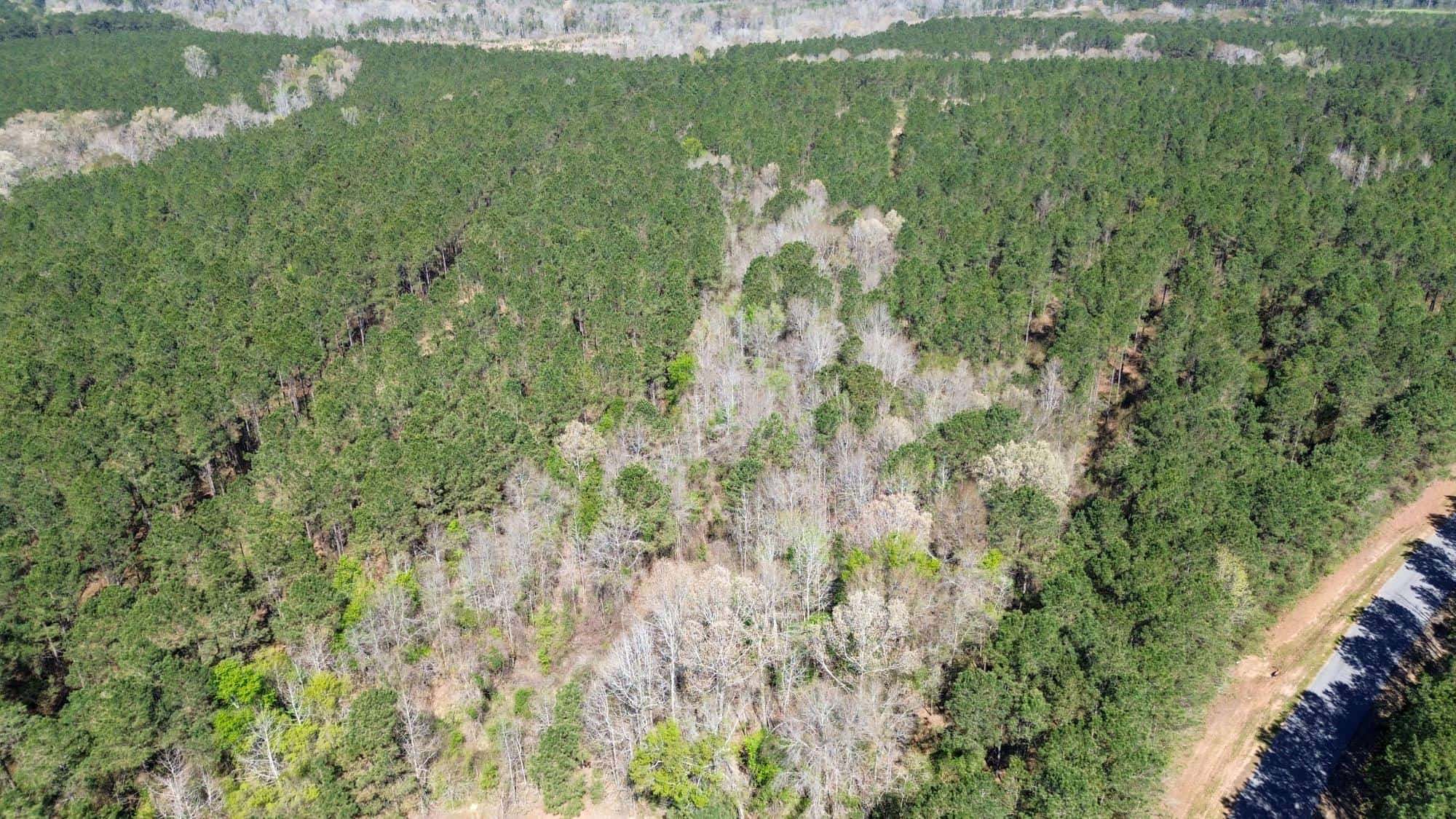 Northeast Lincoln Parish Timberland for Sale
